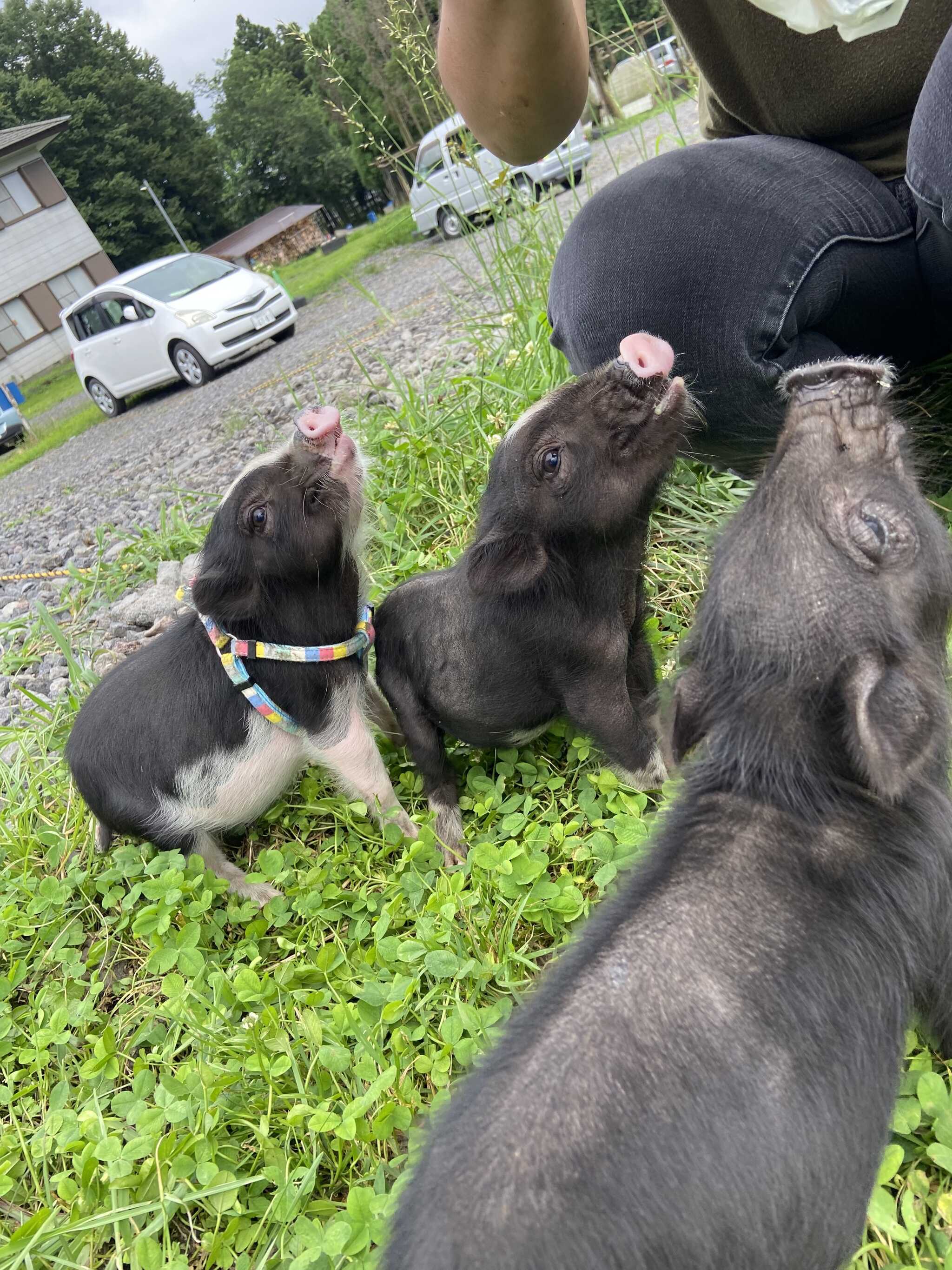 動物とのふれあい