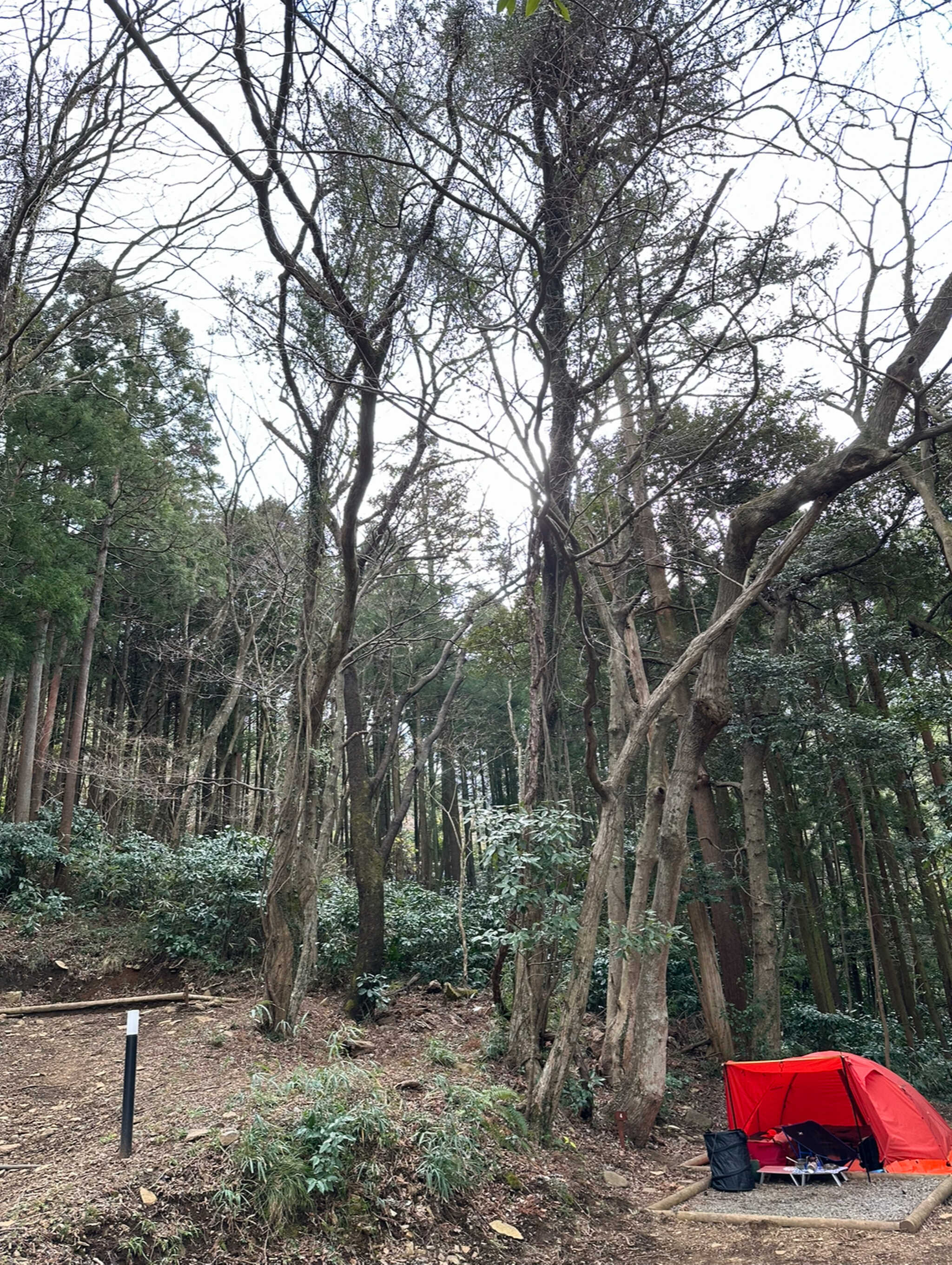 杉林