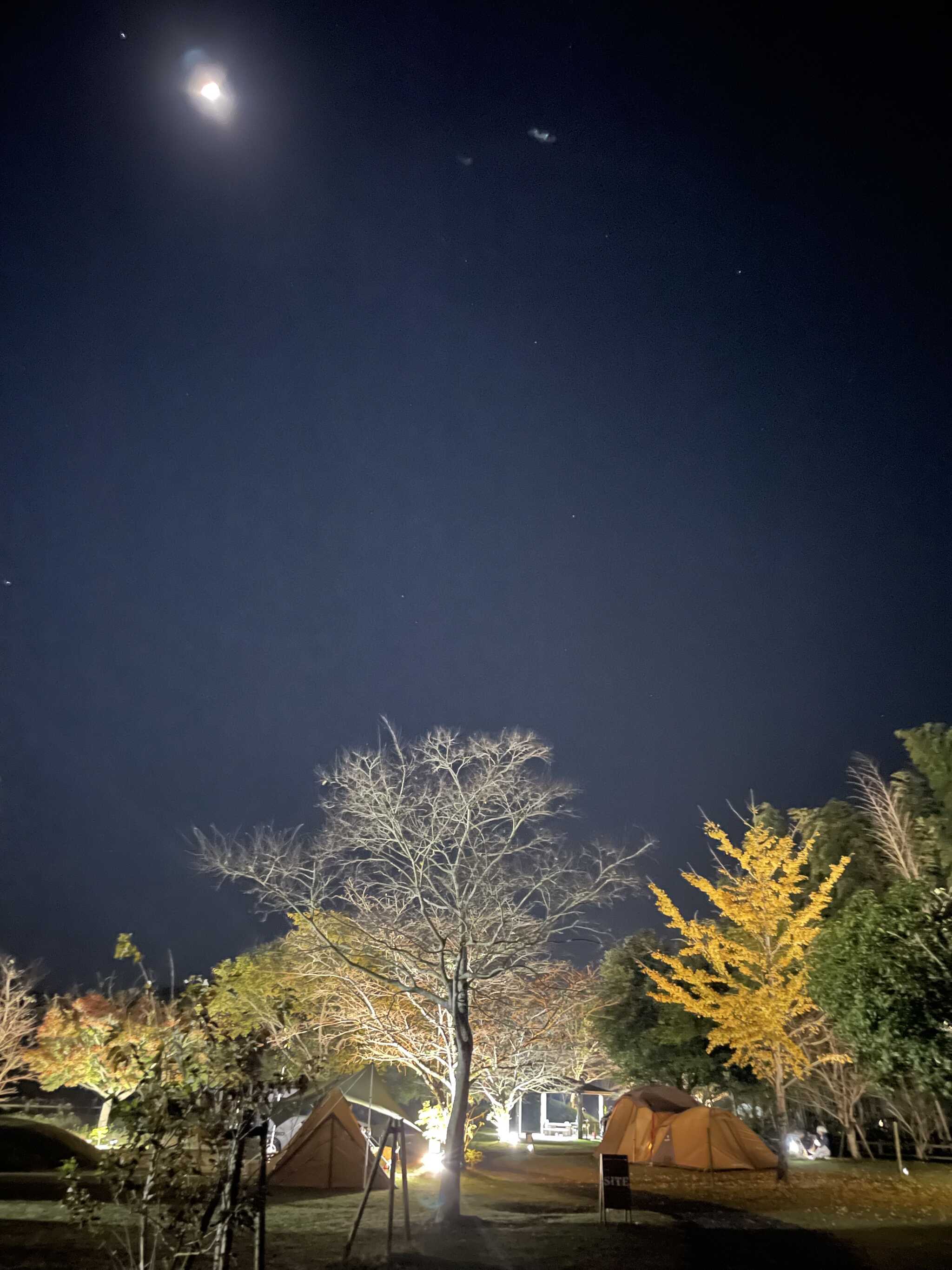 月夜も綺麗