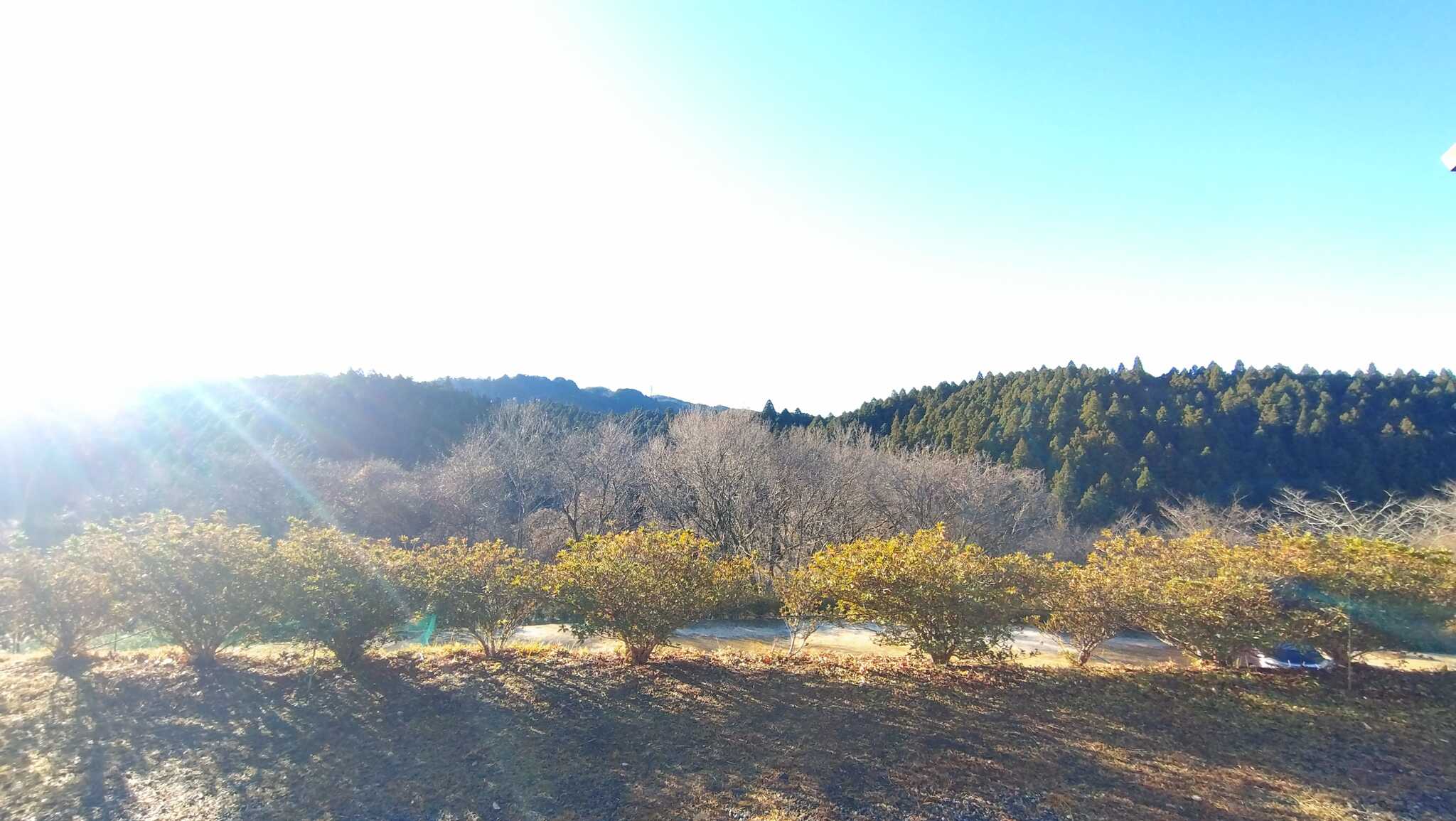 サイト上段からの朝景色