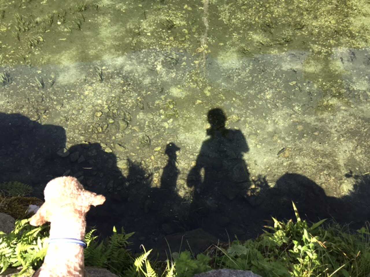 水が綺麗