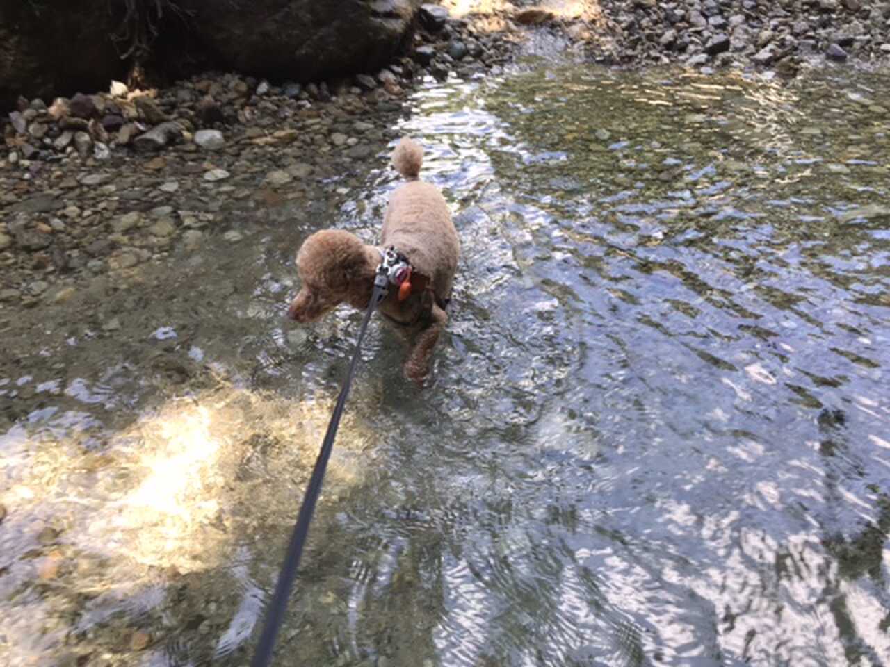 川で水遊びOK