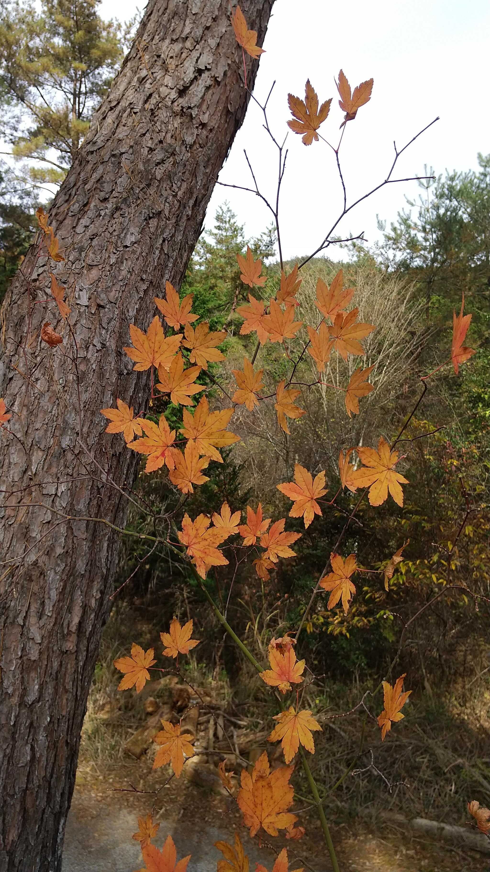 近くの紅葉