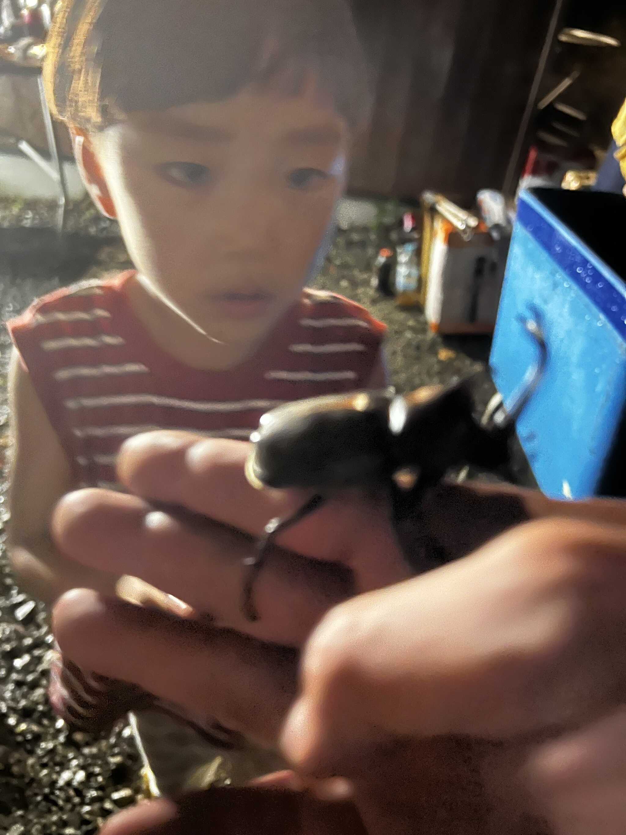 カブトムシ