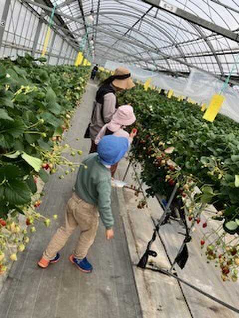 いちご狩り