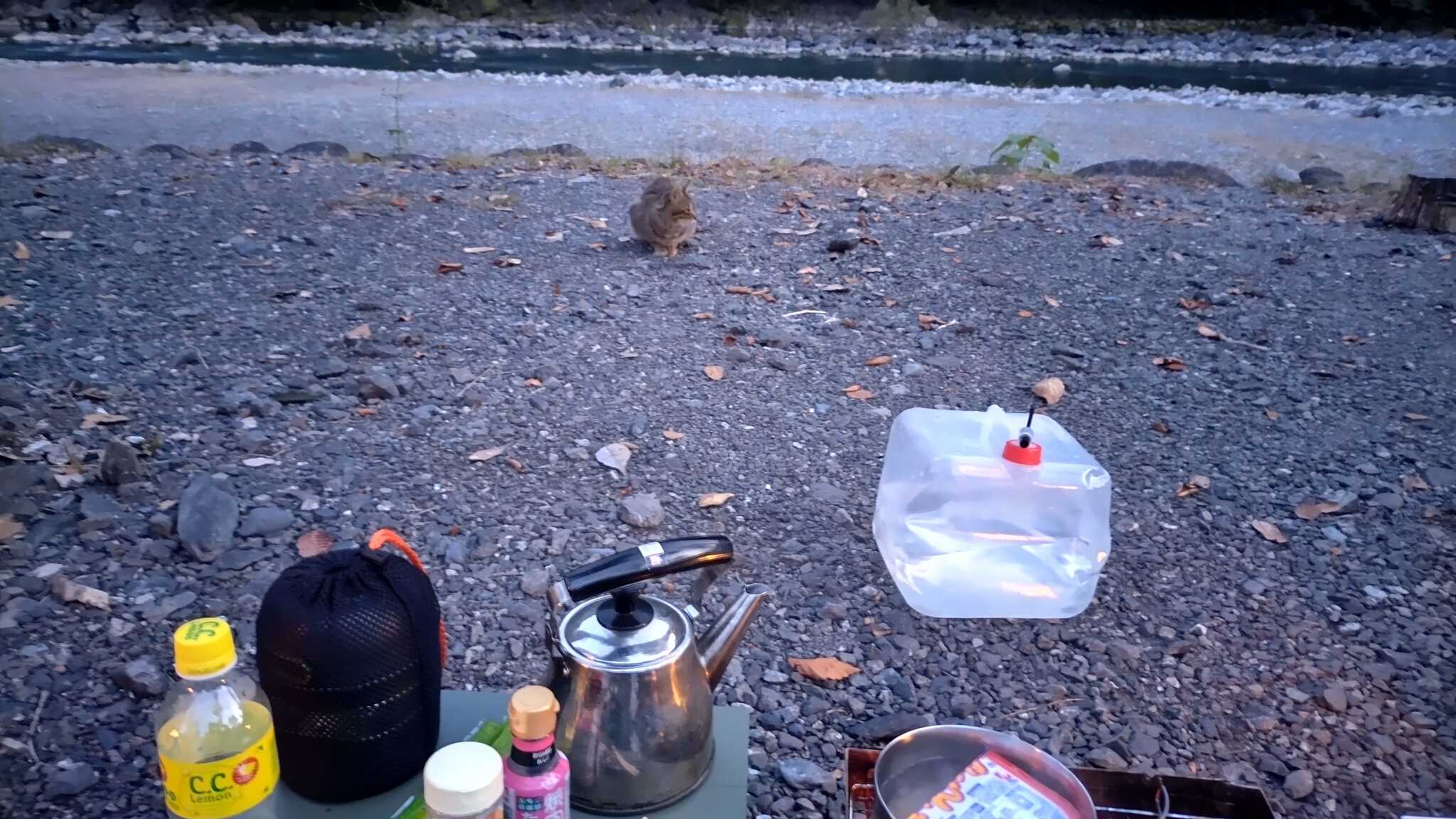 可愛い子猫が狙ってます