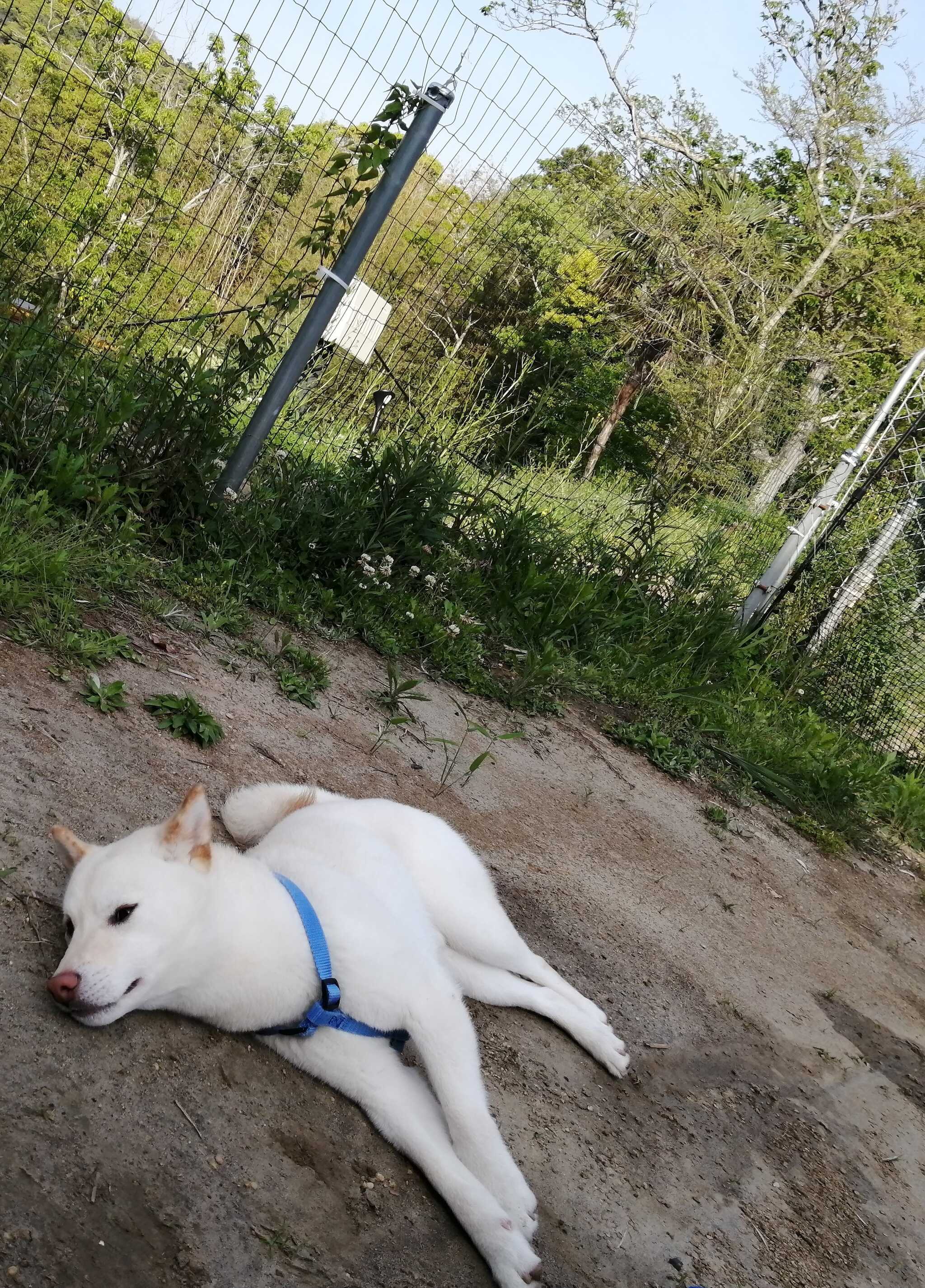 Out Tail Dog Camp 館山の口コミ投稿写真