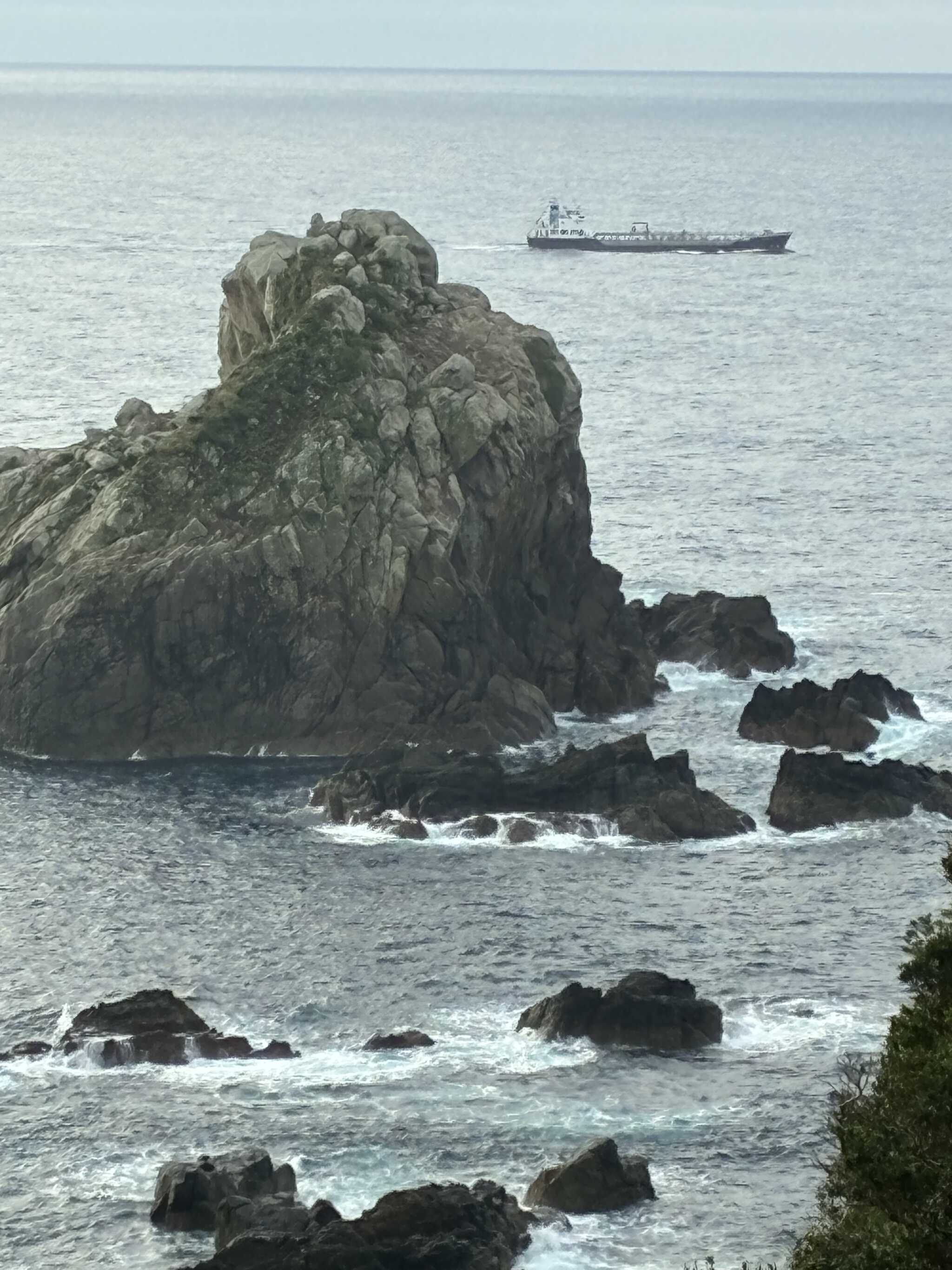 朝のお散歩で撮影しました。
