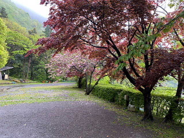 ボタン桜が満開
