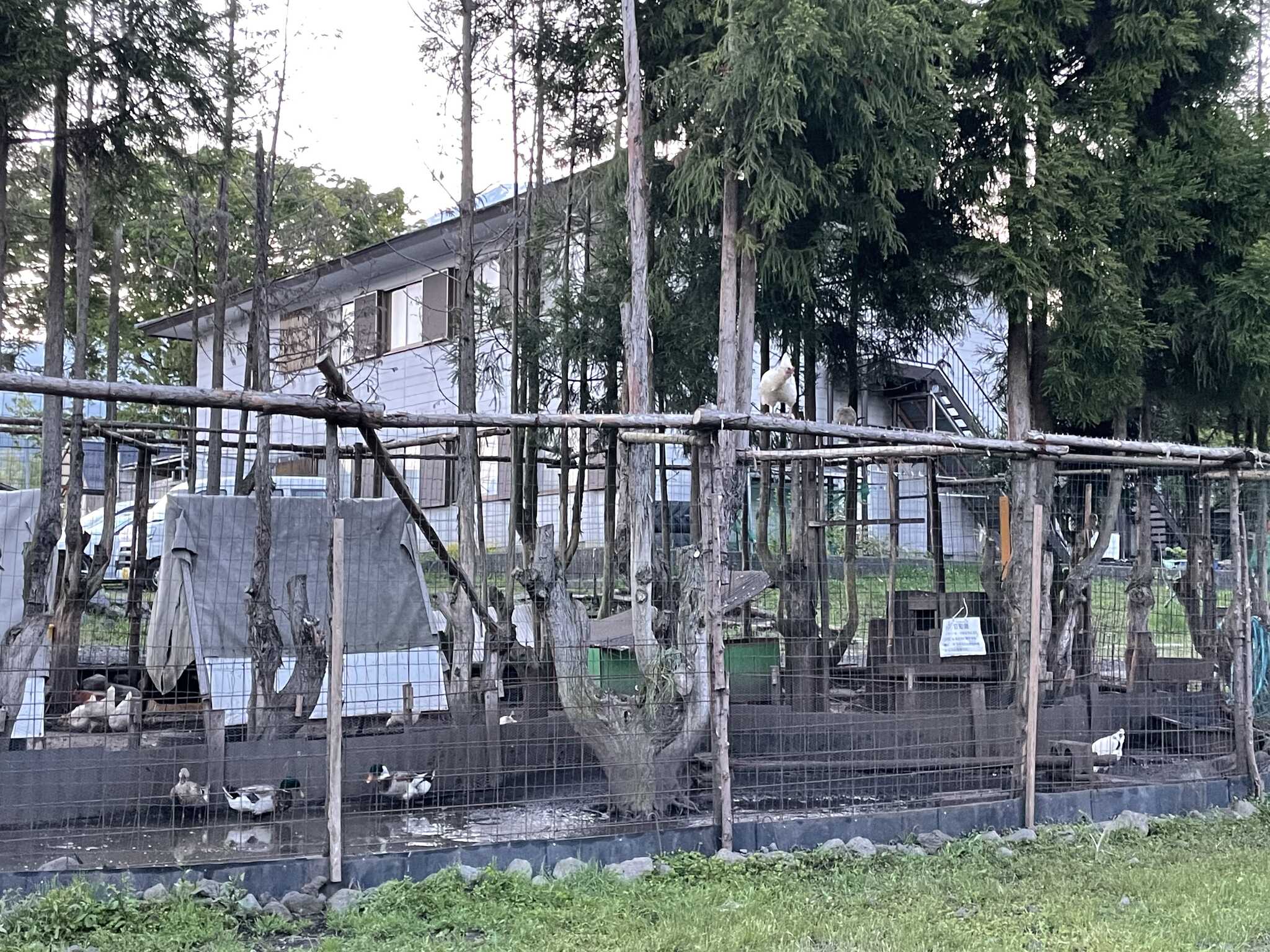 ニワトリ小屋