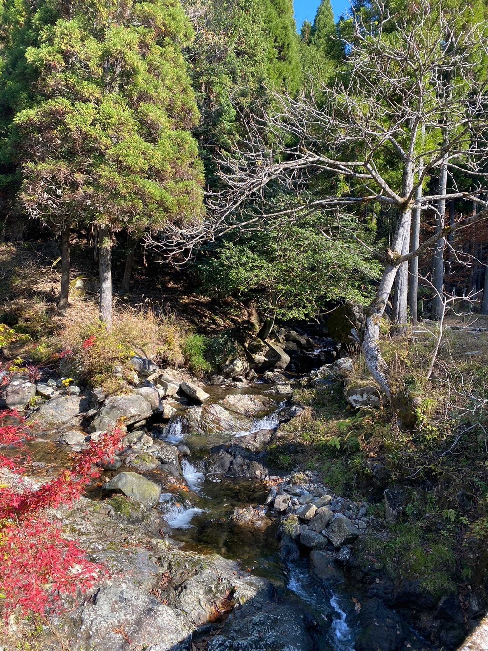 サイト近くの川