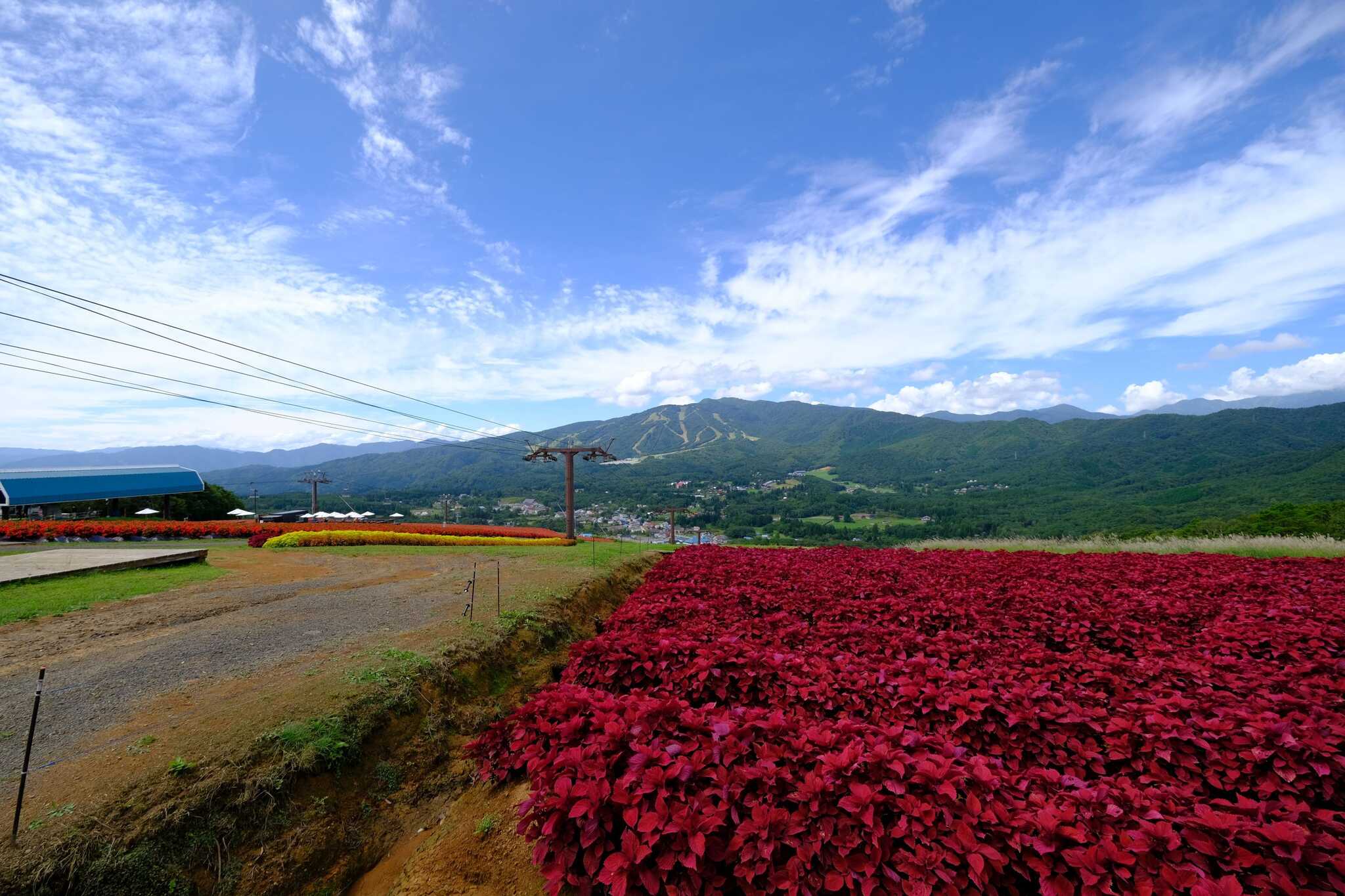 ひるがの高原