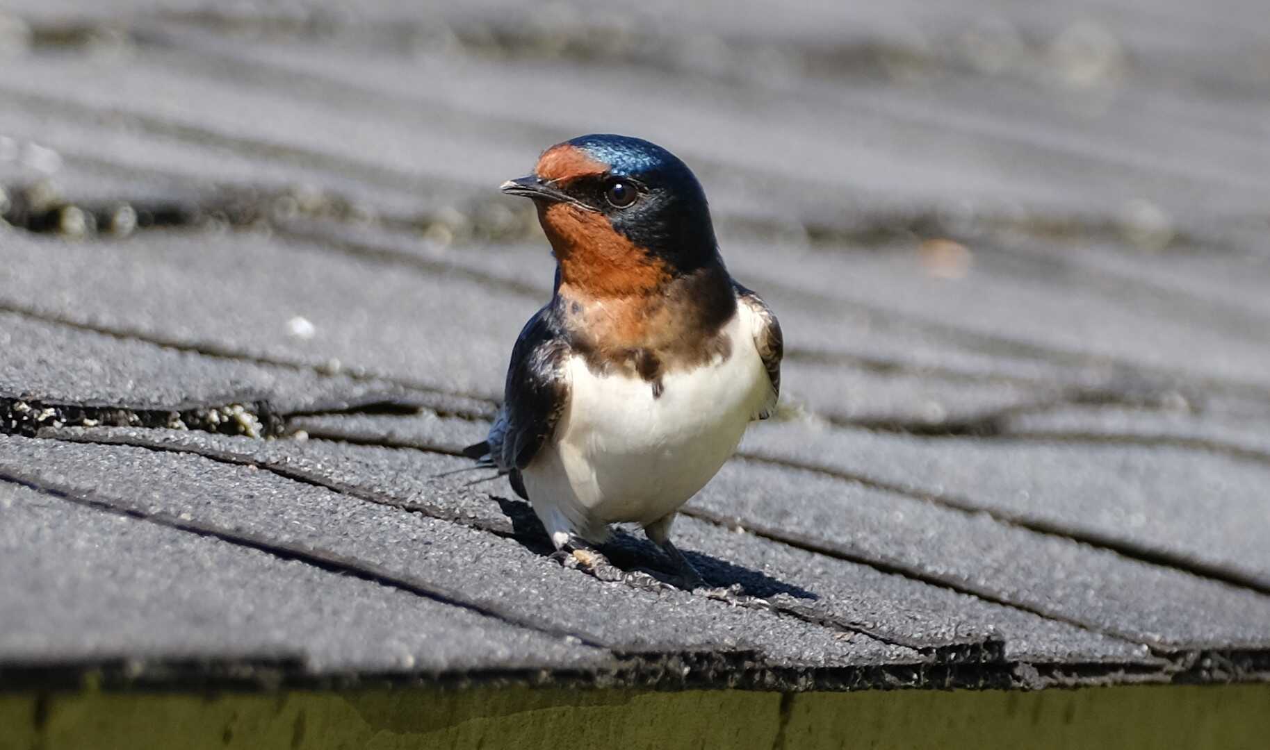 野鳥の訪問
