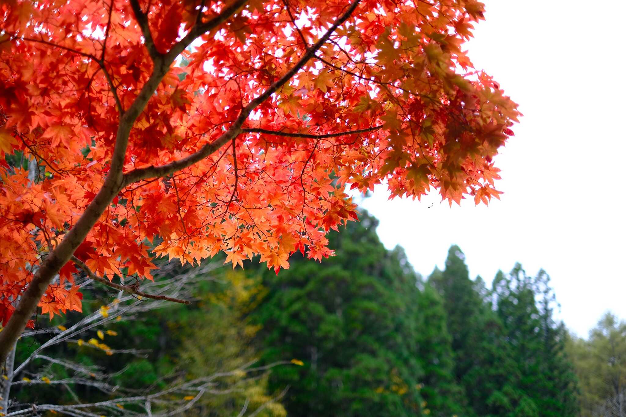 せせらぎ街道の紅葉