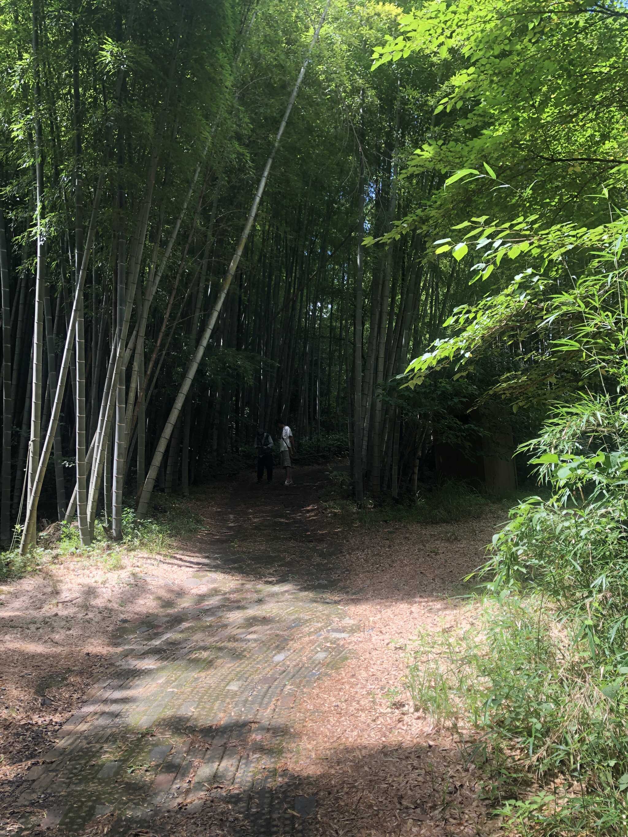 竹林