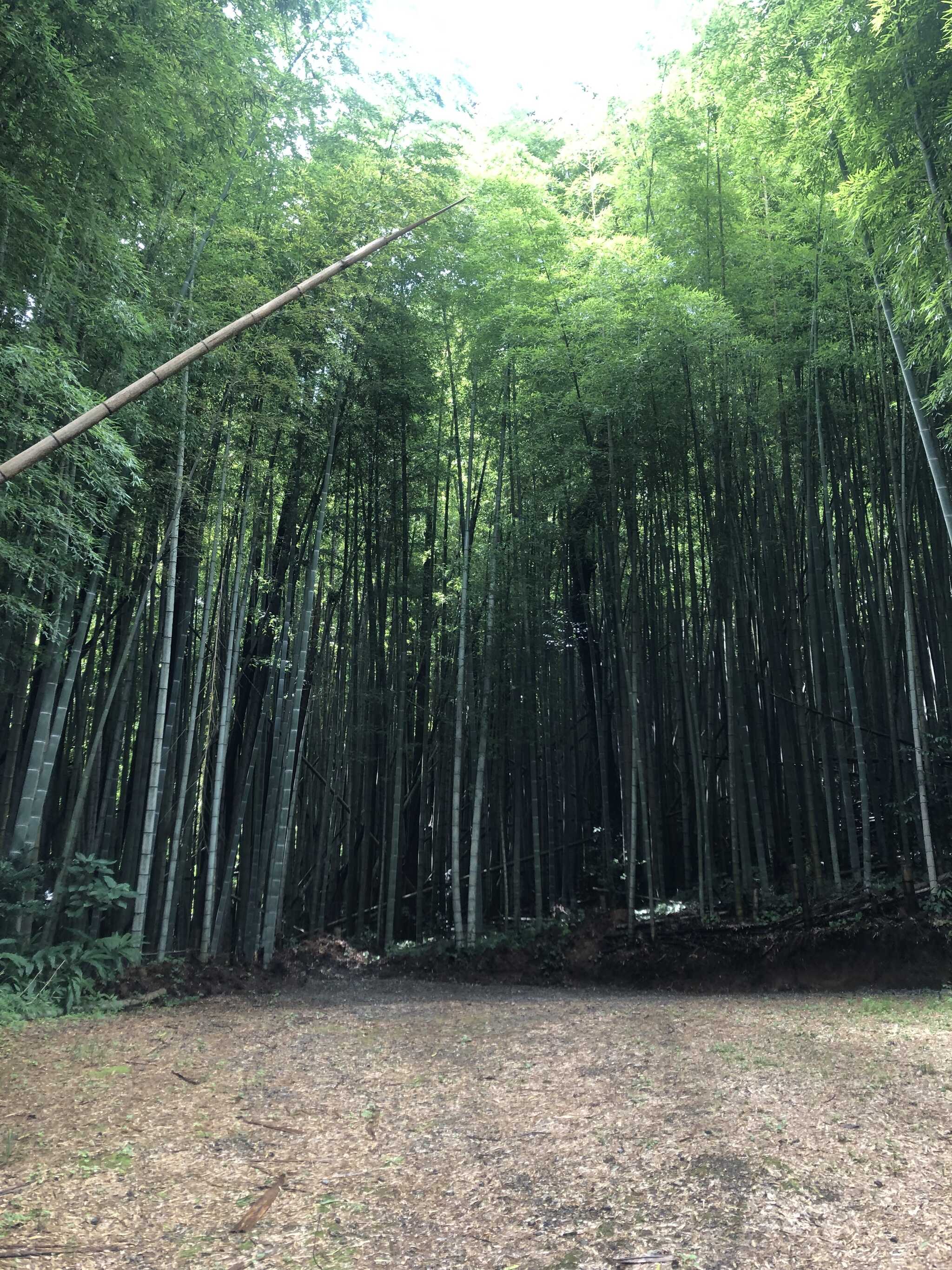 竹林