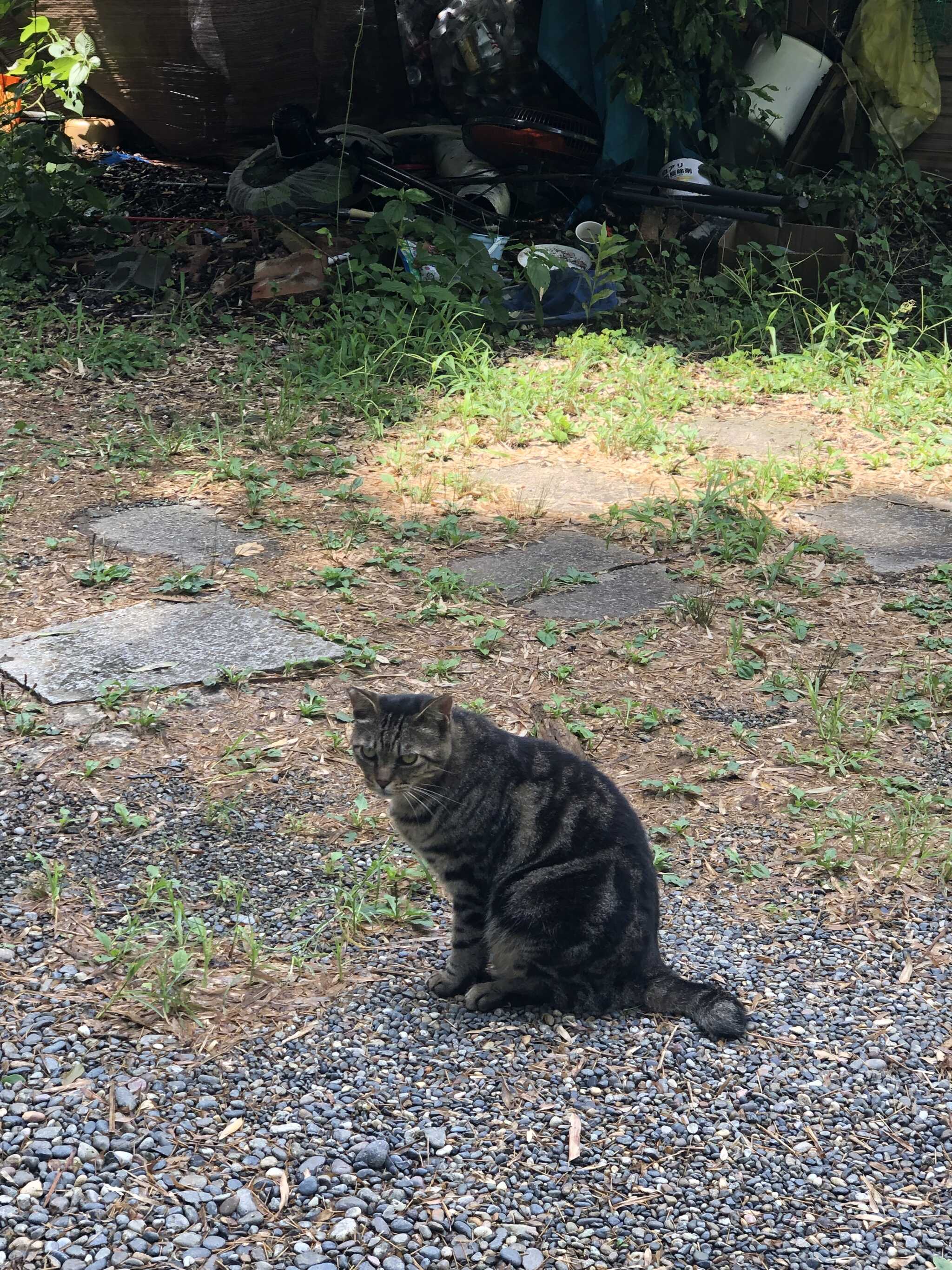 ねこ