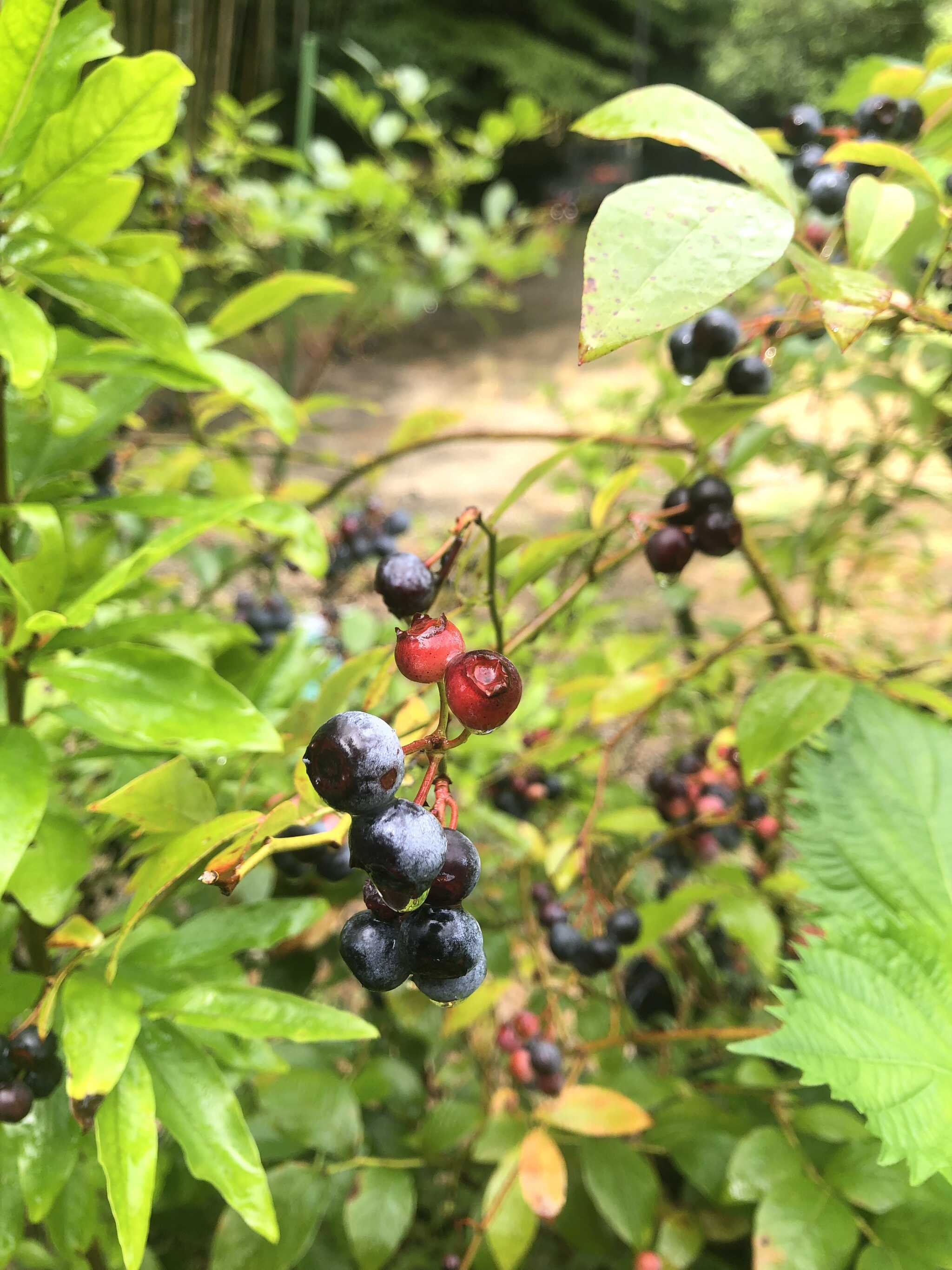 自由に食べていいブルーベリー