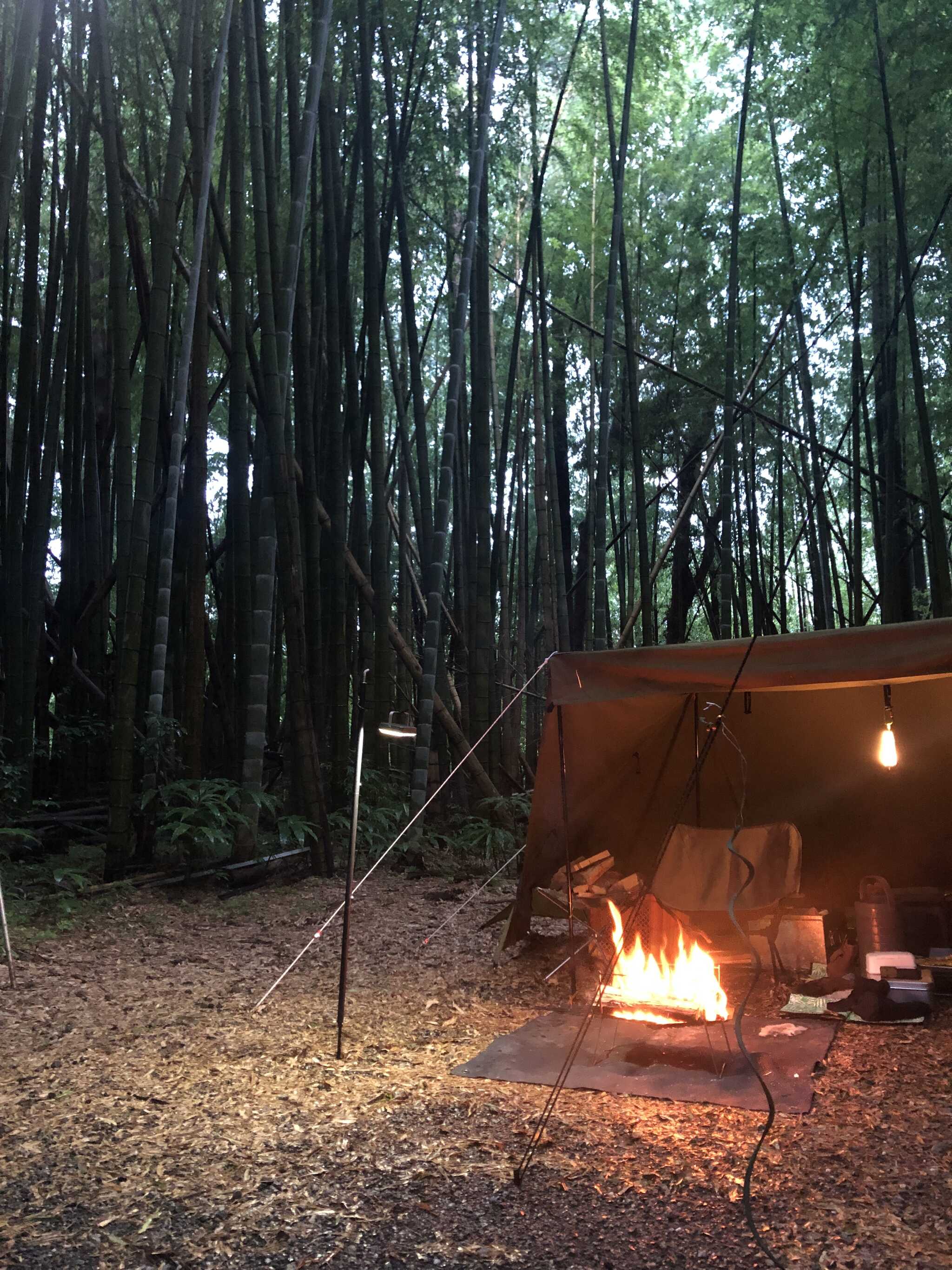 竹林