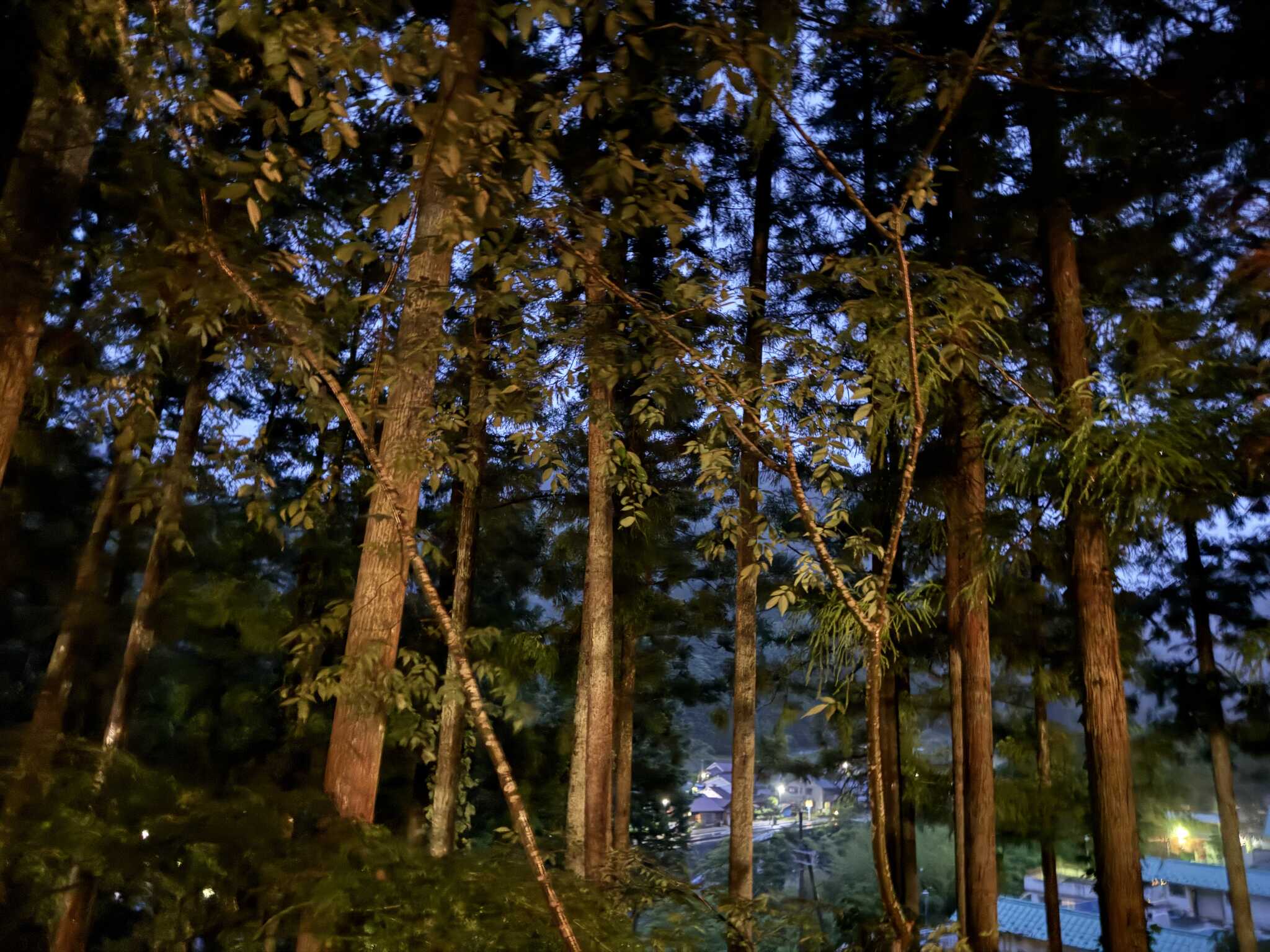 サイトからの景色
