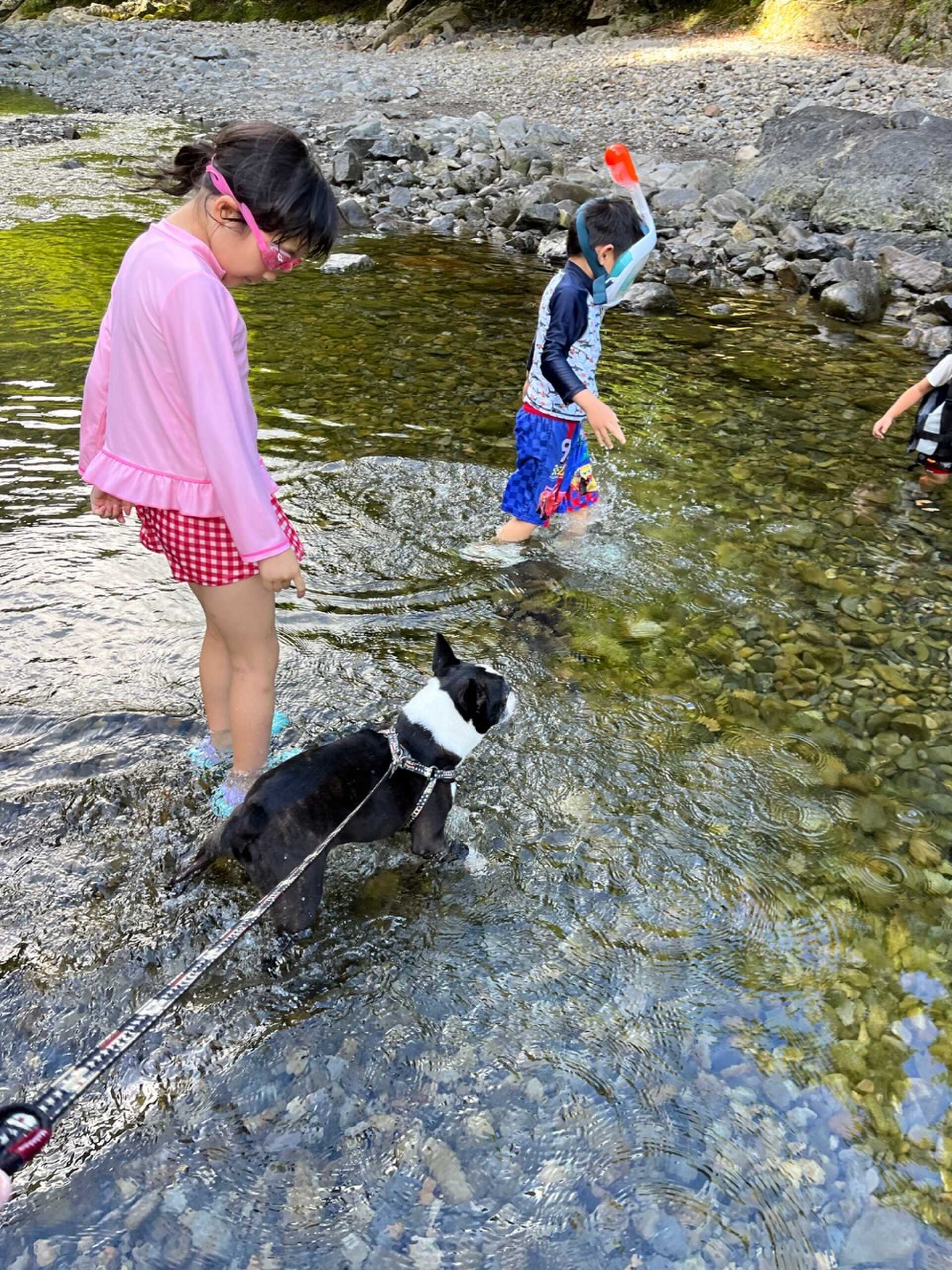 子供も犬も川デビュー