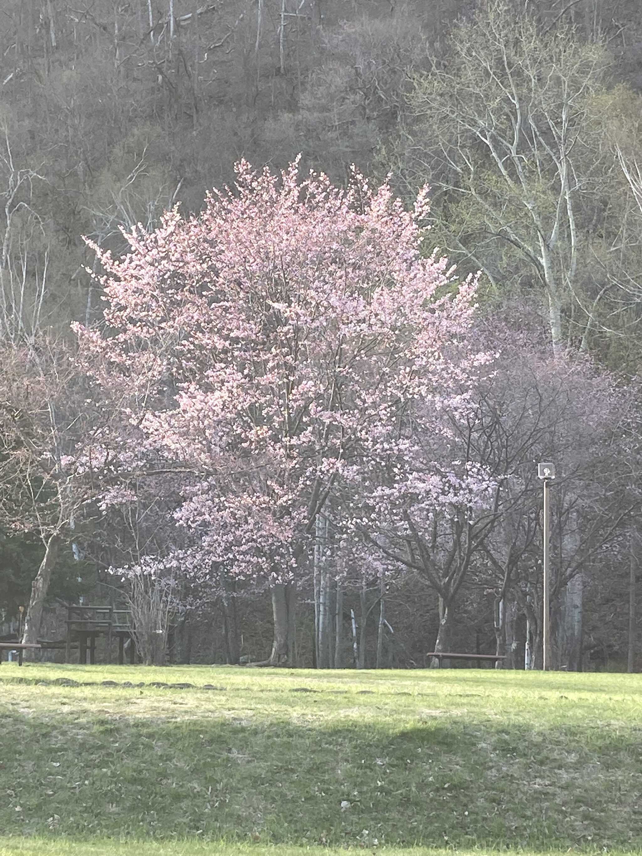 おんねゆ温泉つつじ公園キャンプ場の写真 4枚目