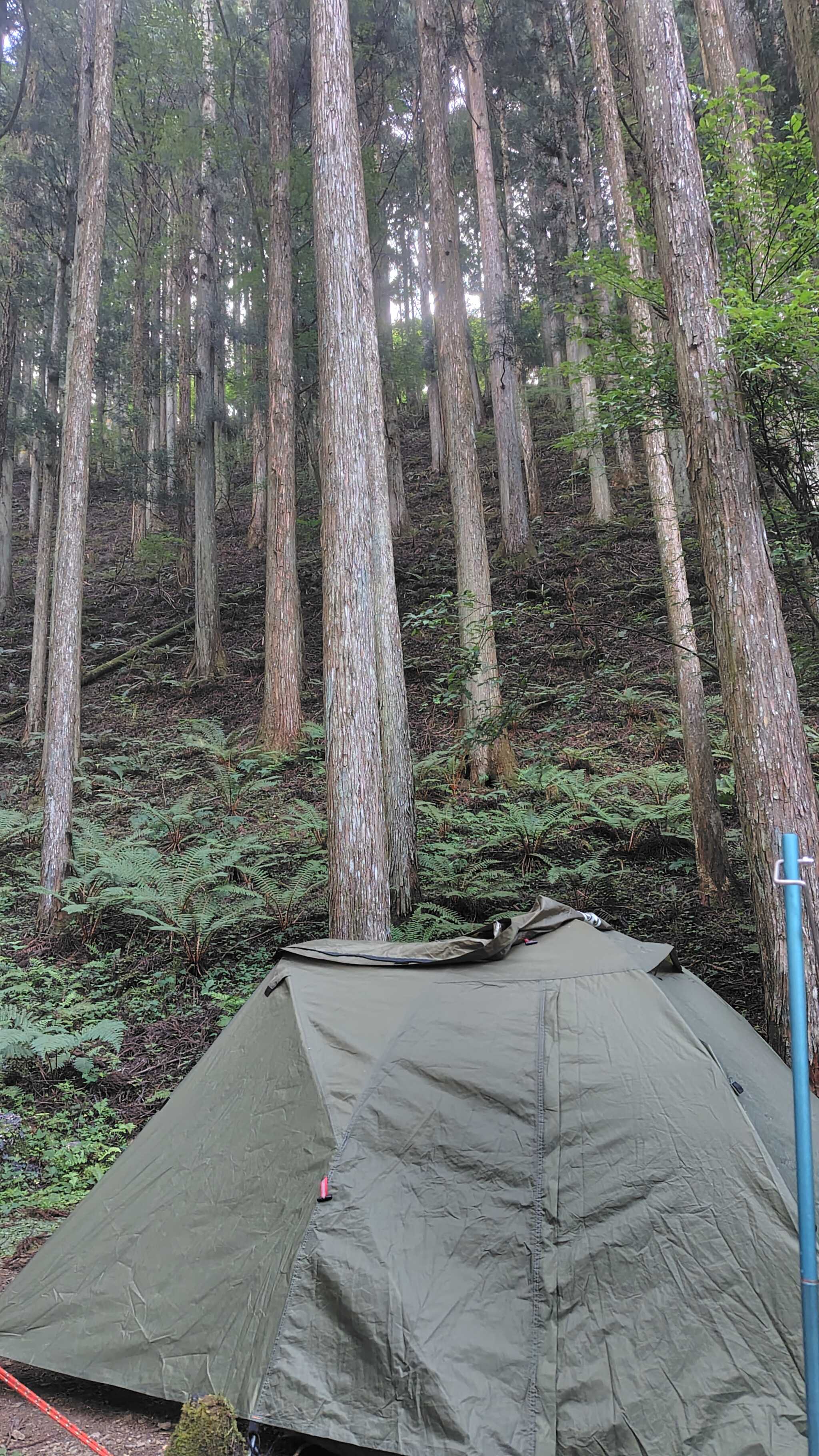 サイトの吉野杉