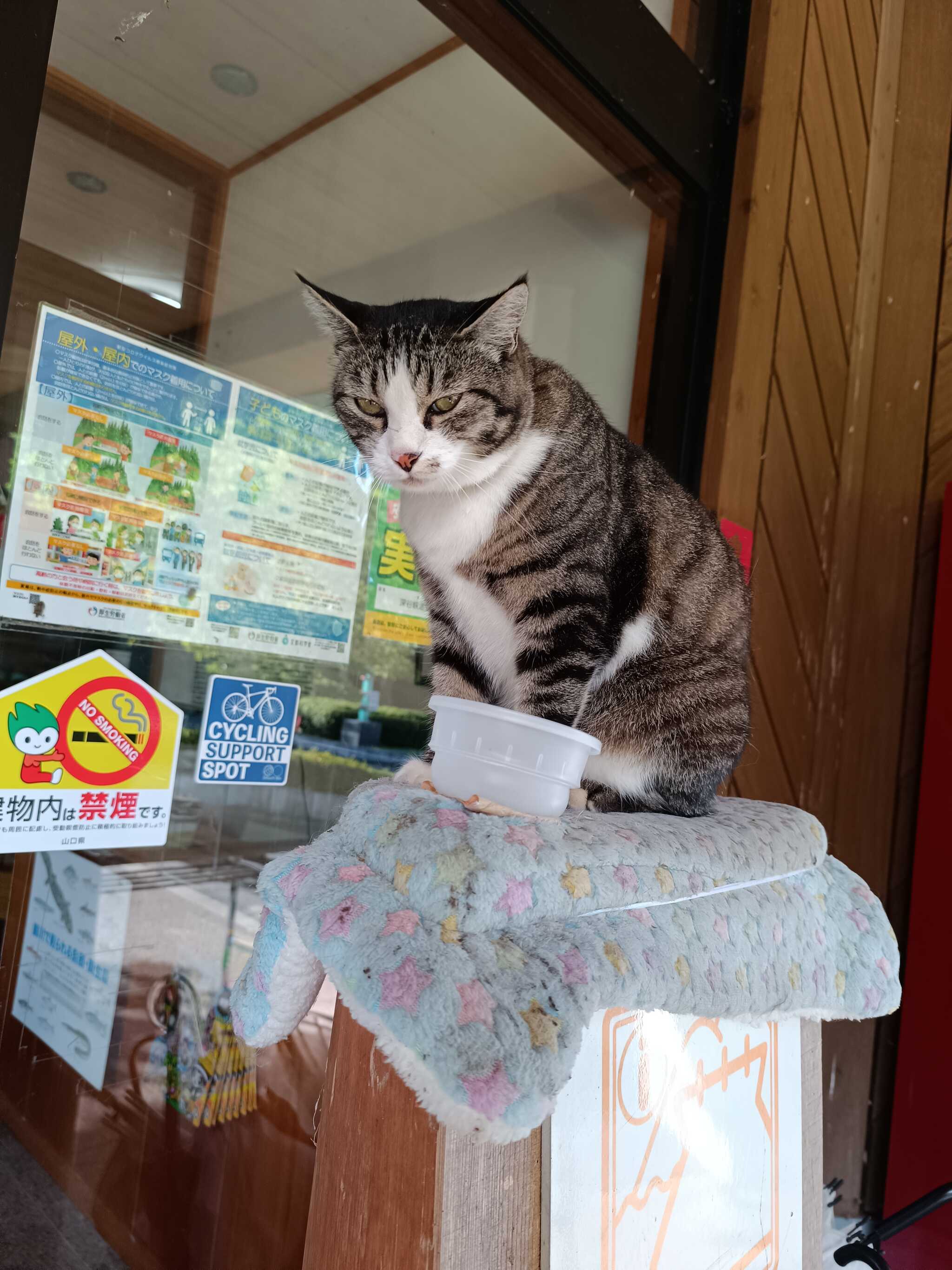 看板猫のミーちゃん