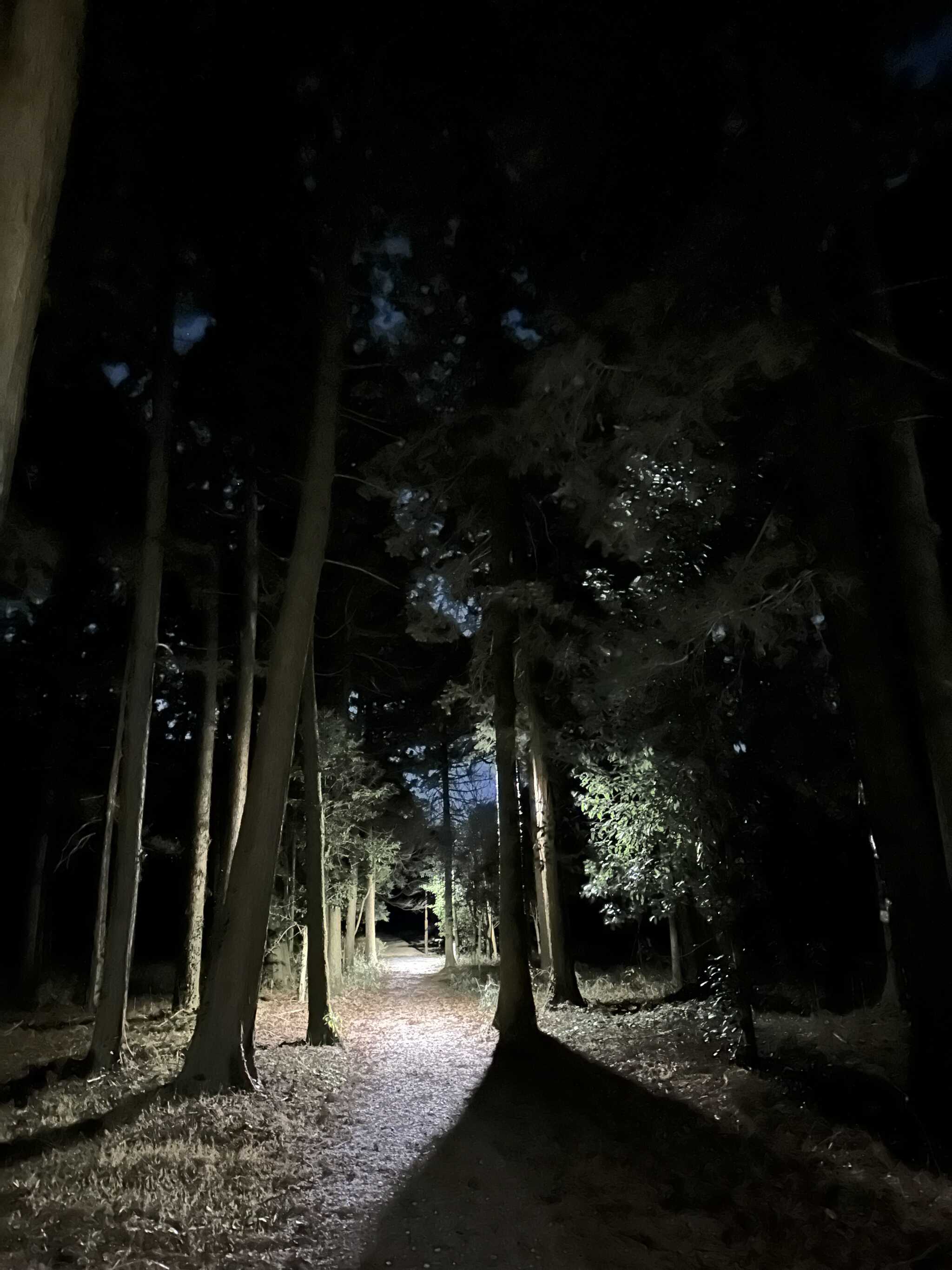 夜のフリーサイト