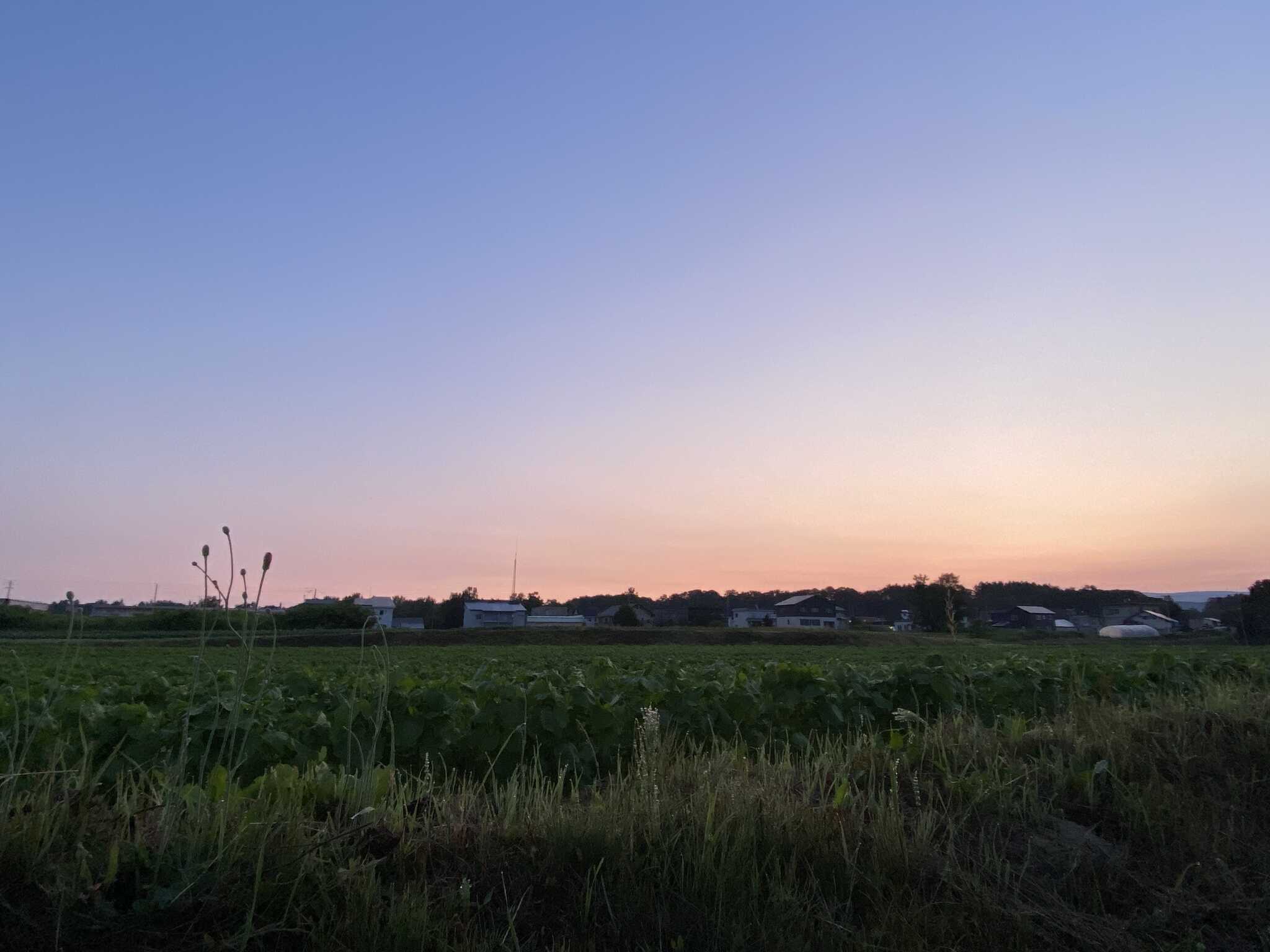 オートサイト後ろ側の景観、畑が広がってます。朝焼けの写真。