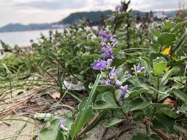浜の植物