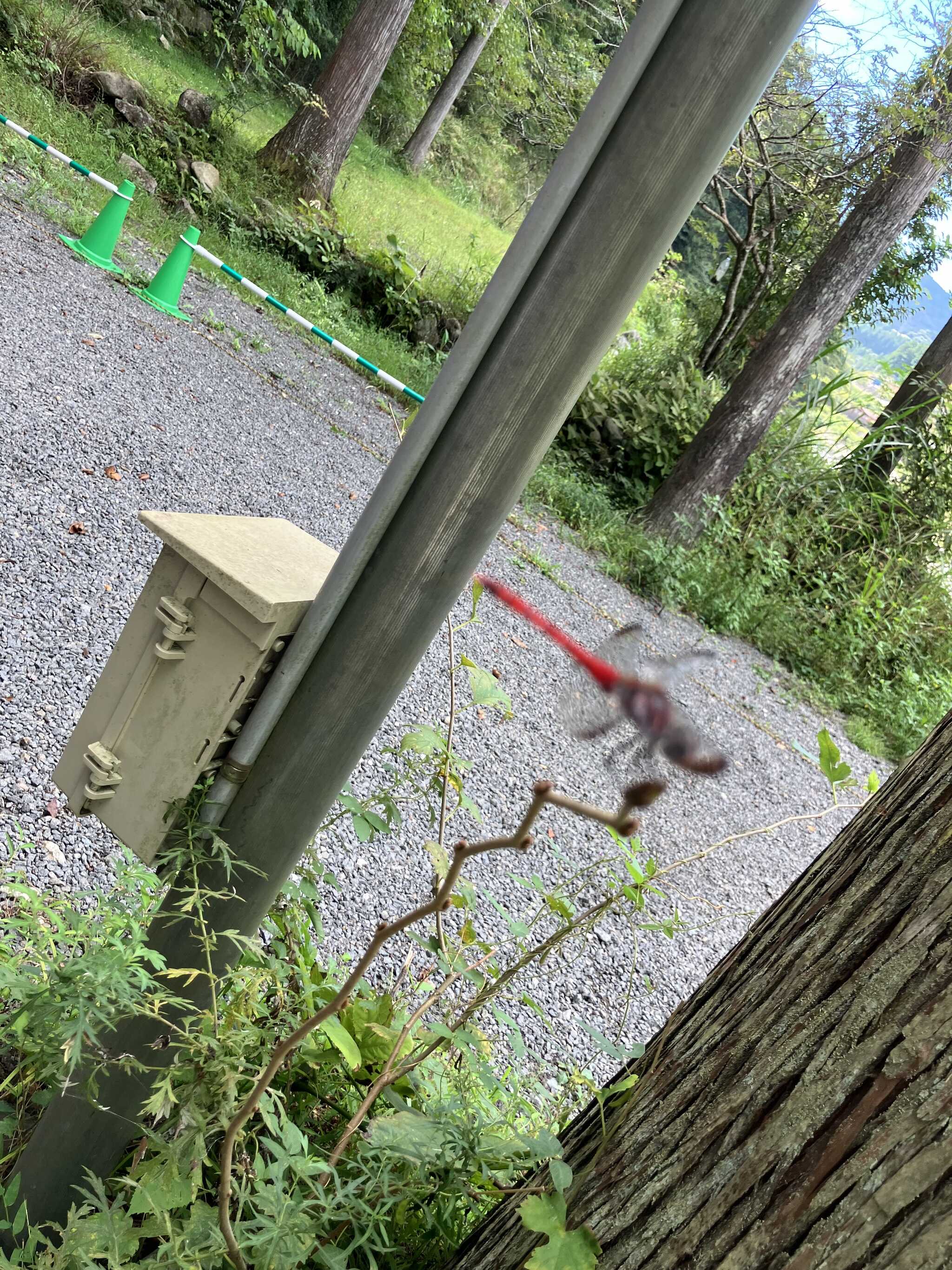 赤トンボ