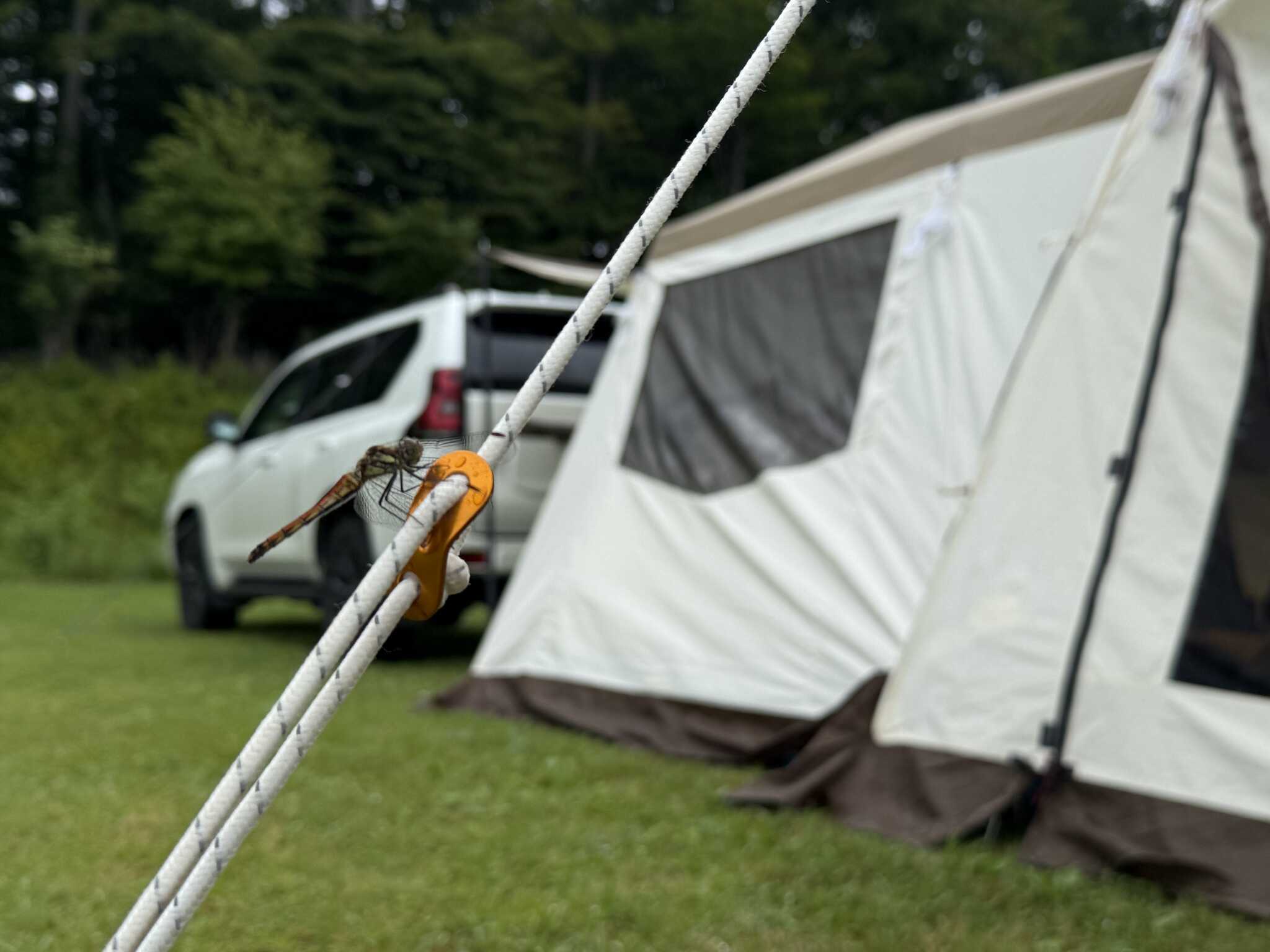 トンボ