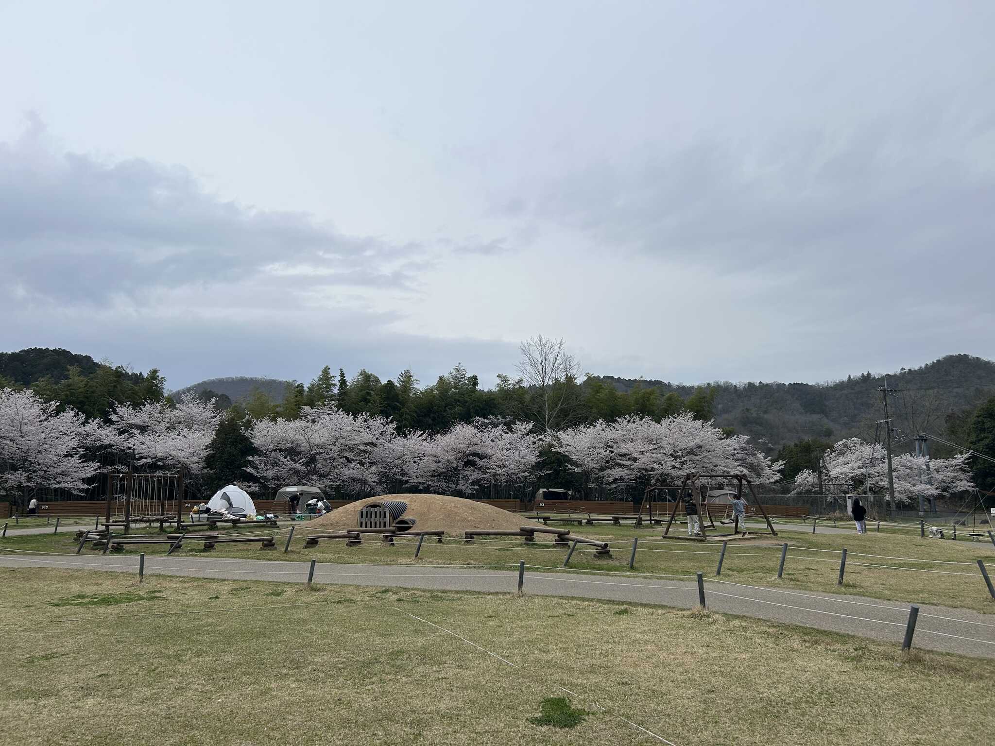 桜が咲くとこんな感じ