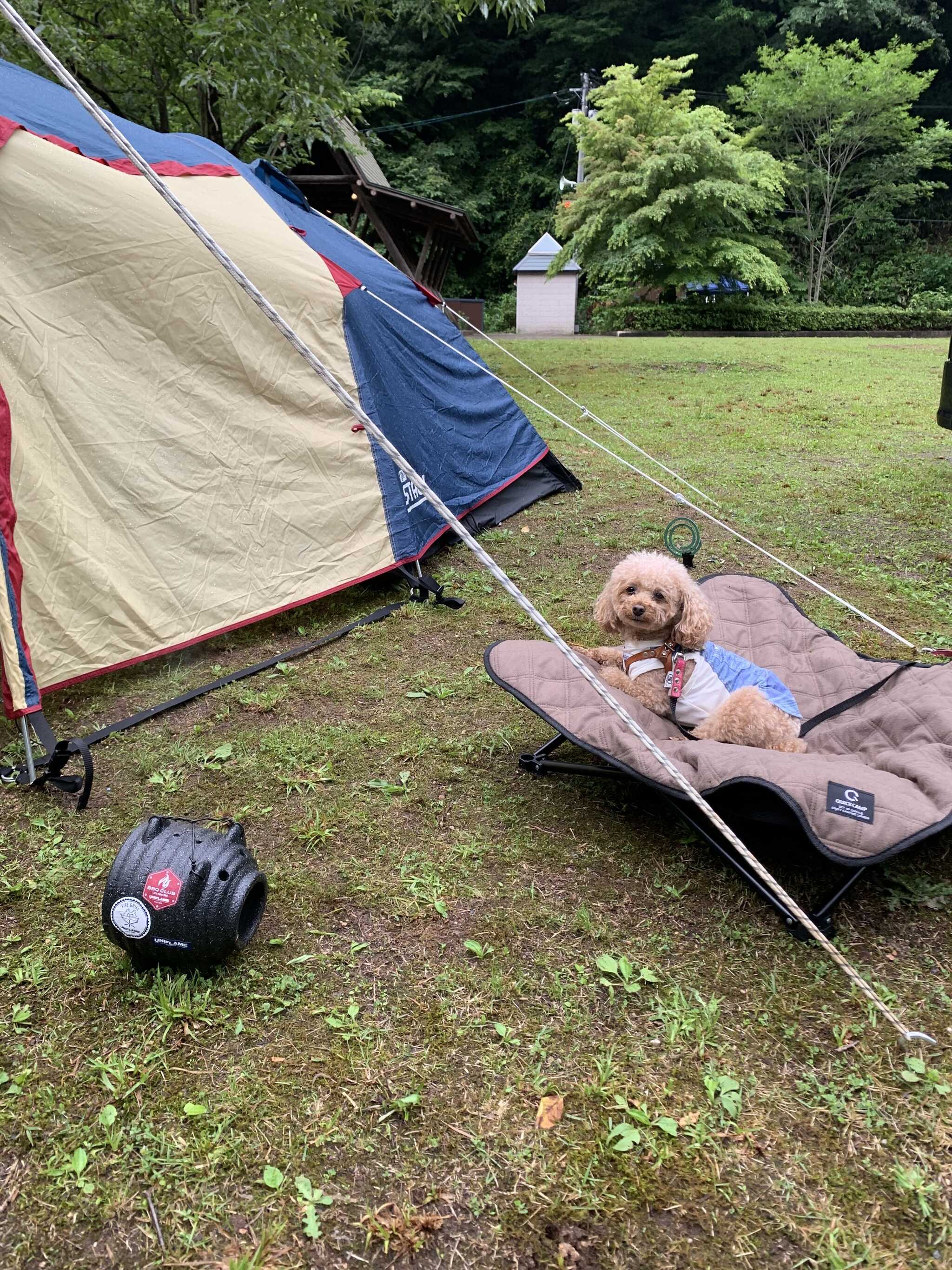 愛犬とのんびり過ごせました
