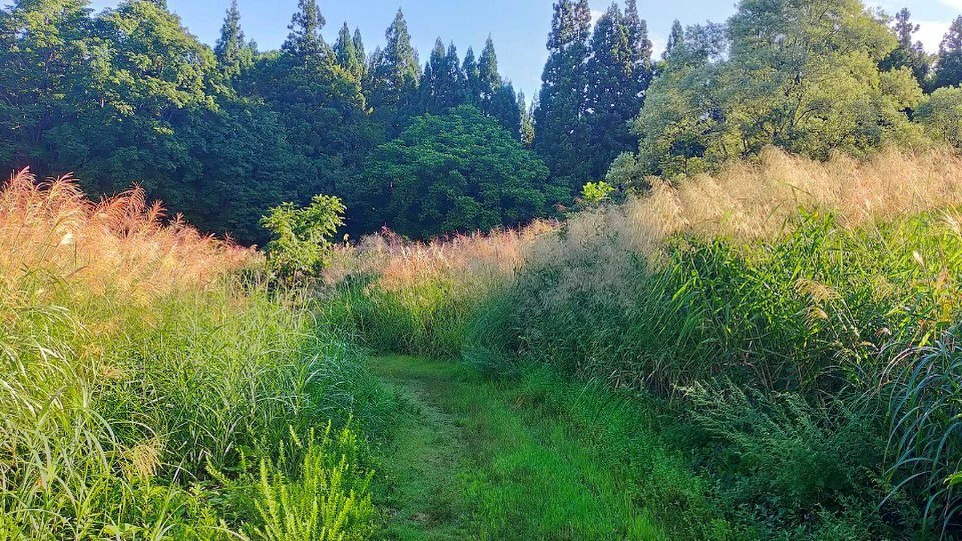 テントサイトから森の家や遊歩道へ行く道