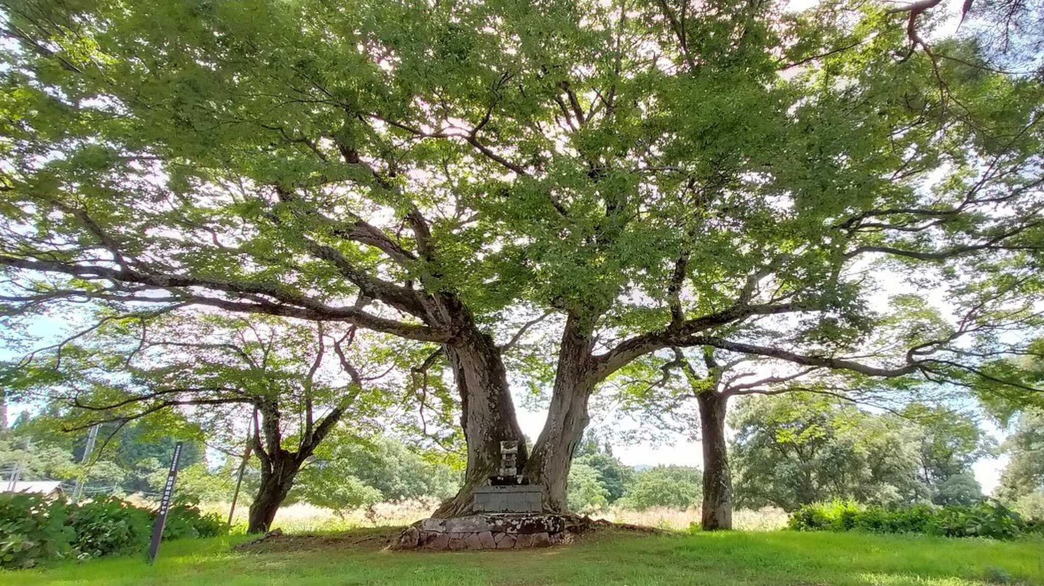 熊野神社の大ケヤキ