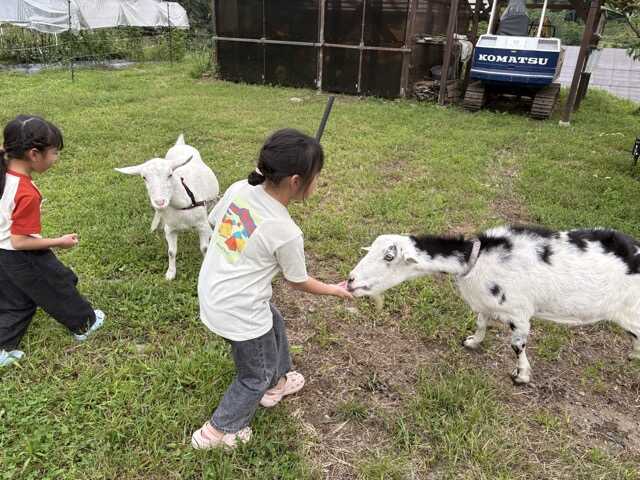 ヤギのウシくんとシロくん。たまに頭突きを食らわしてくるのでお子様は保護者が見守ってください。