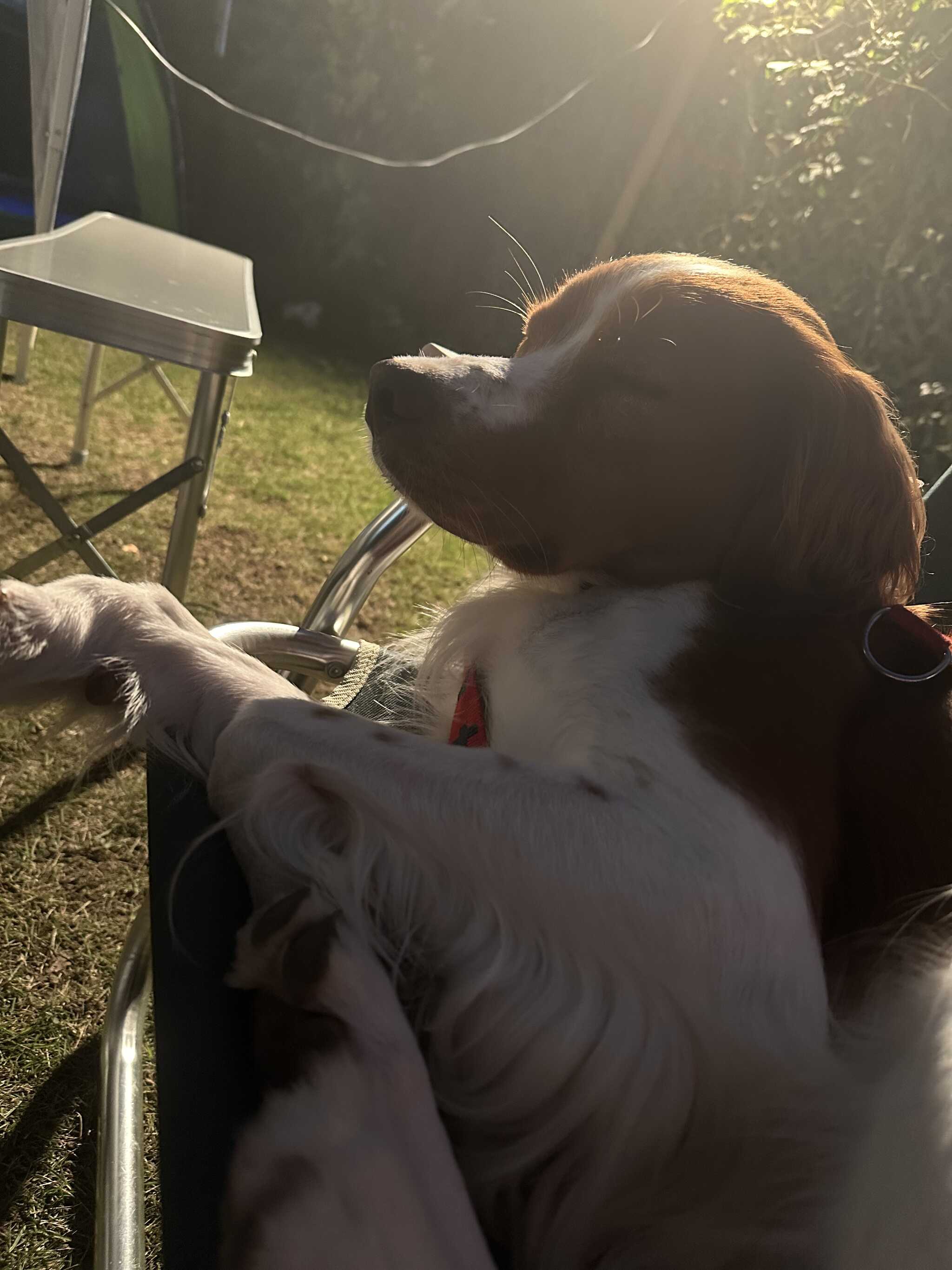 寛ぐ犬