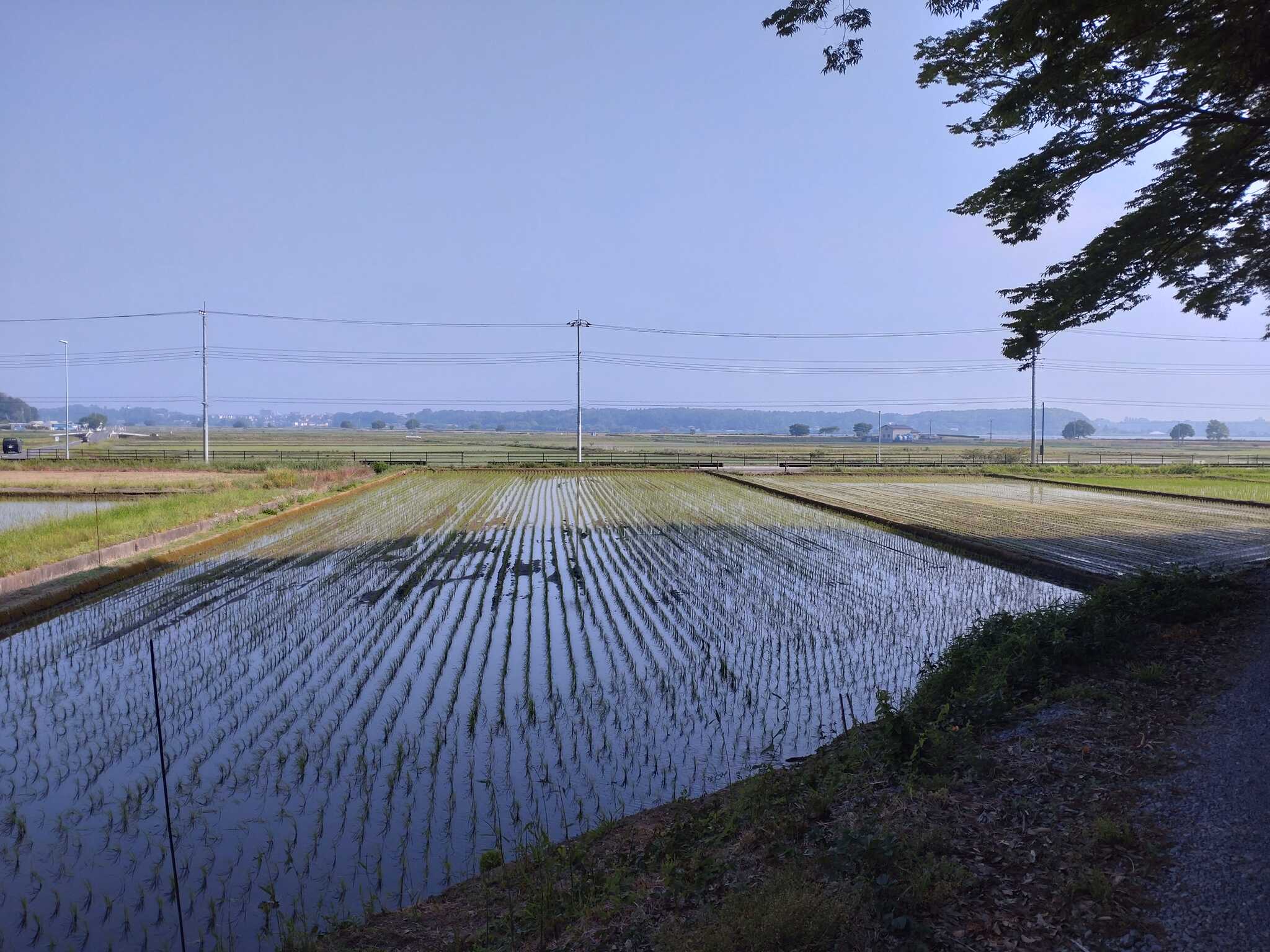 田んぼ〜手賀沼