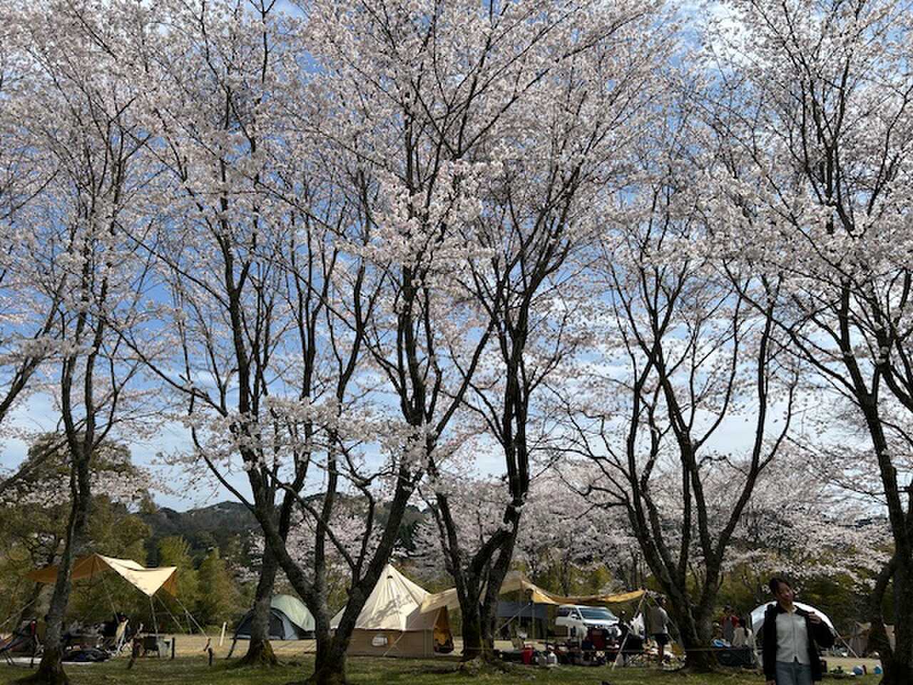 フィールドサイトからの桜