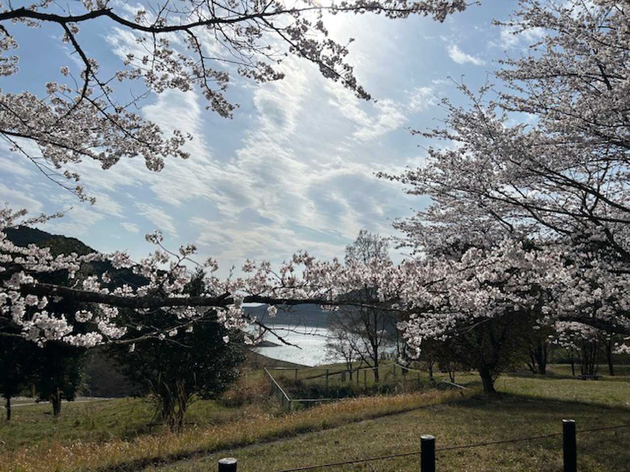 寺内ダムが見えるサイトもあります