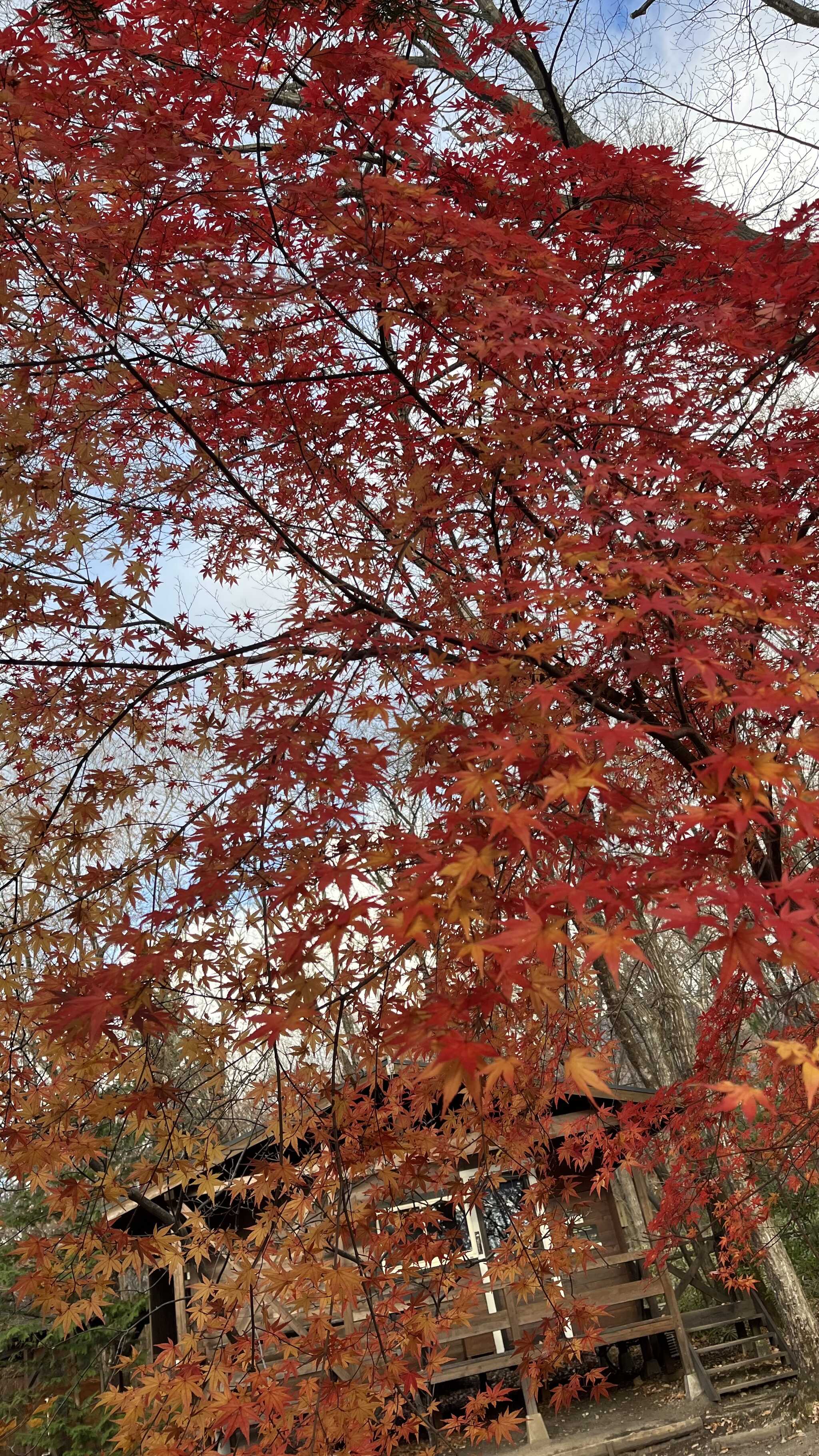 紅葉が綺麗でした。