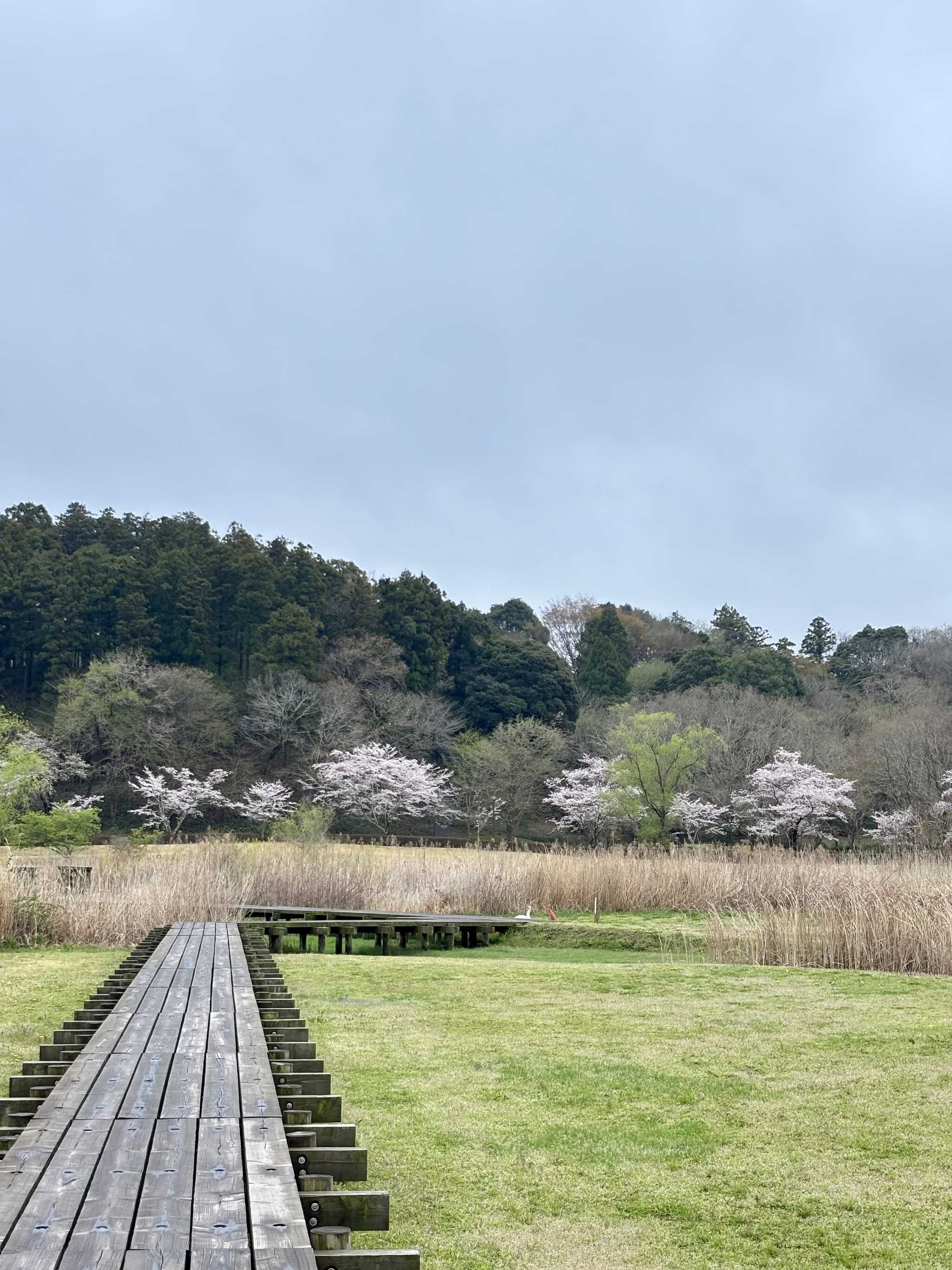 桜も見られます
