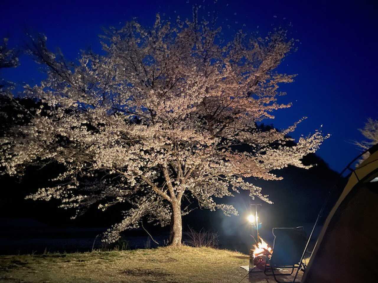 花見で一杯!