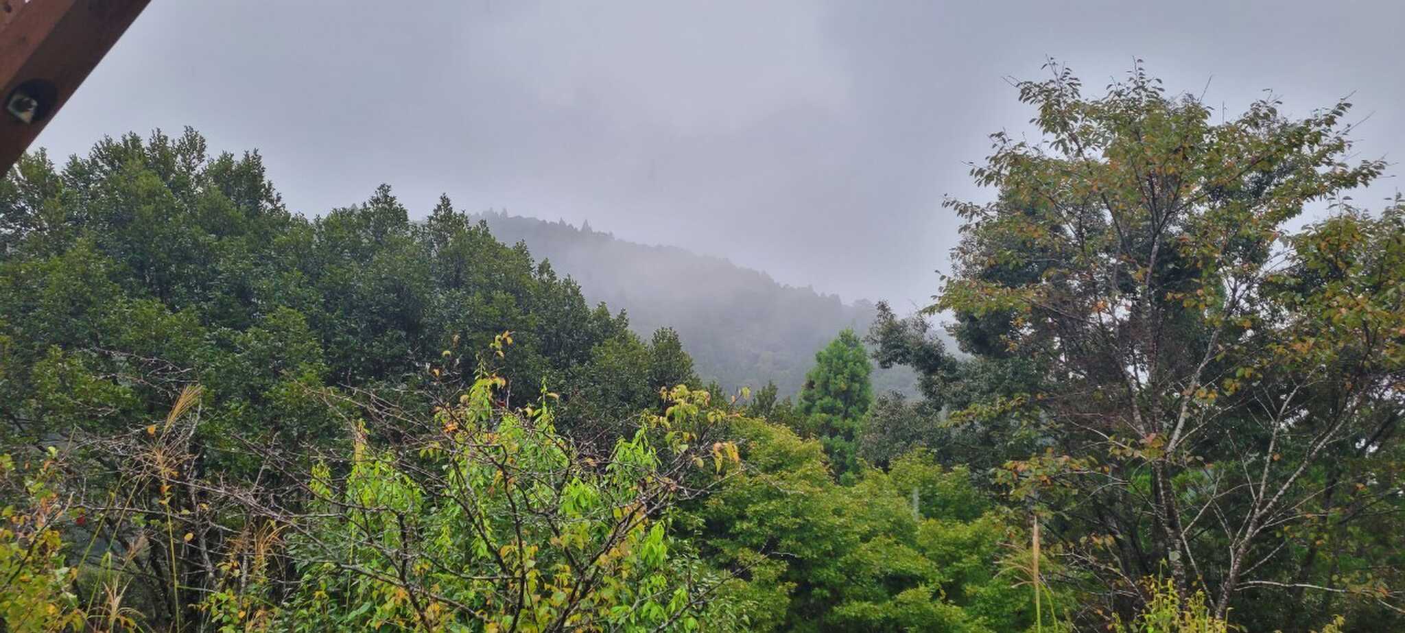 霧ってる