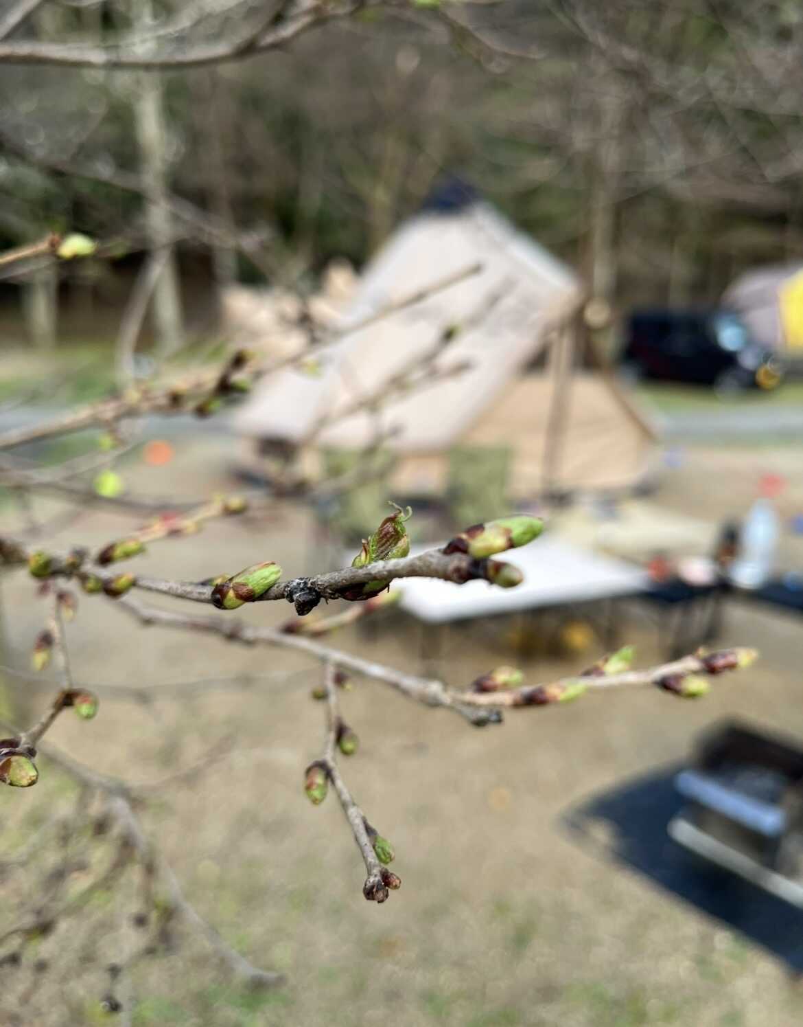 桜