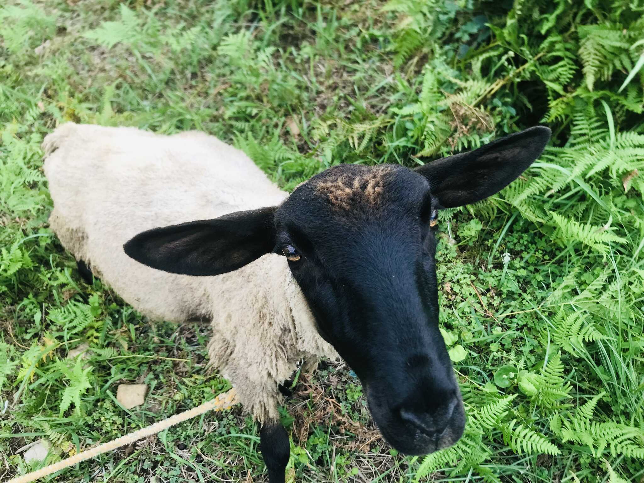 羊