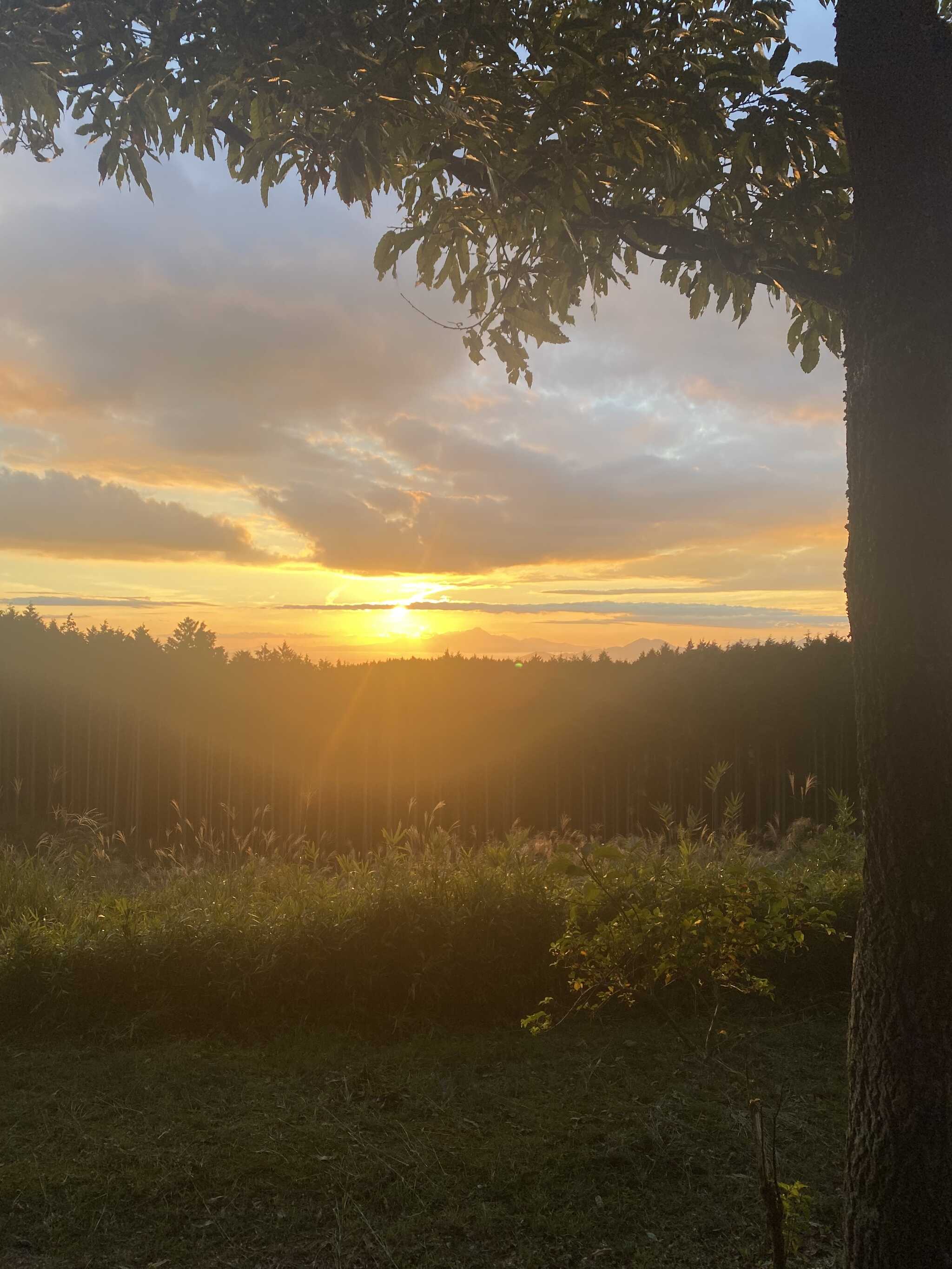 夕日