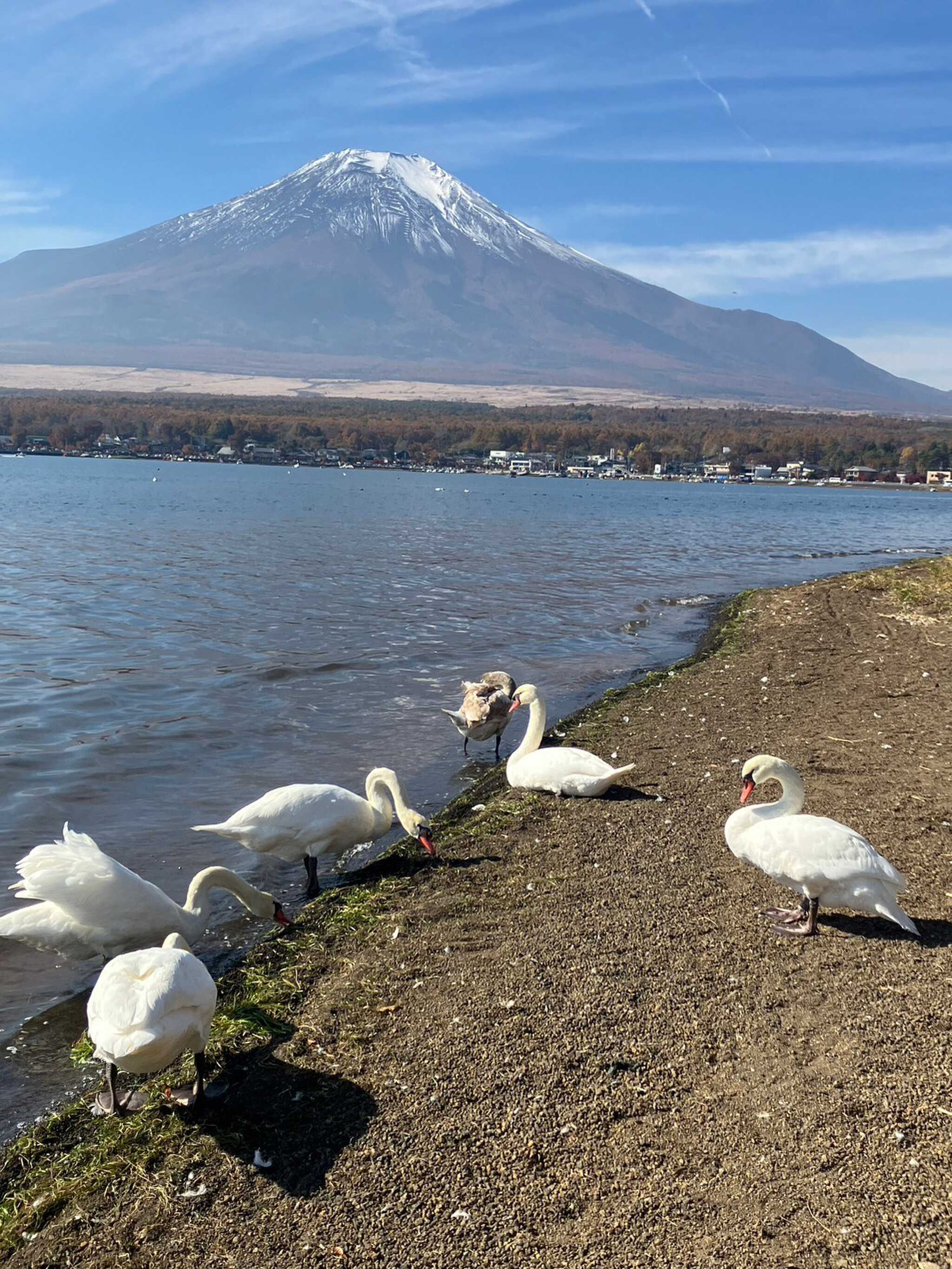東照館 オートキャンプ山中湖の口コミ投稿写真